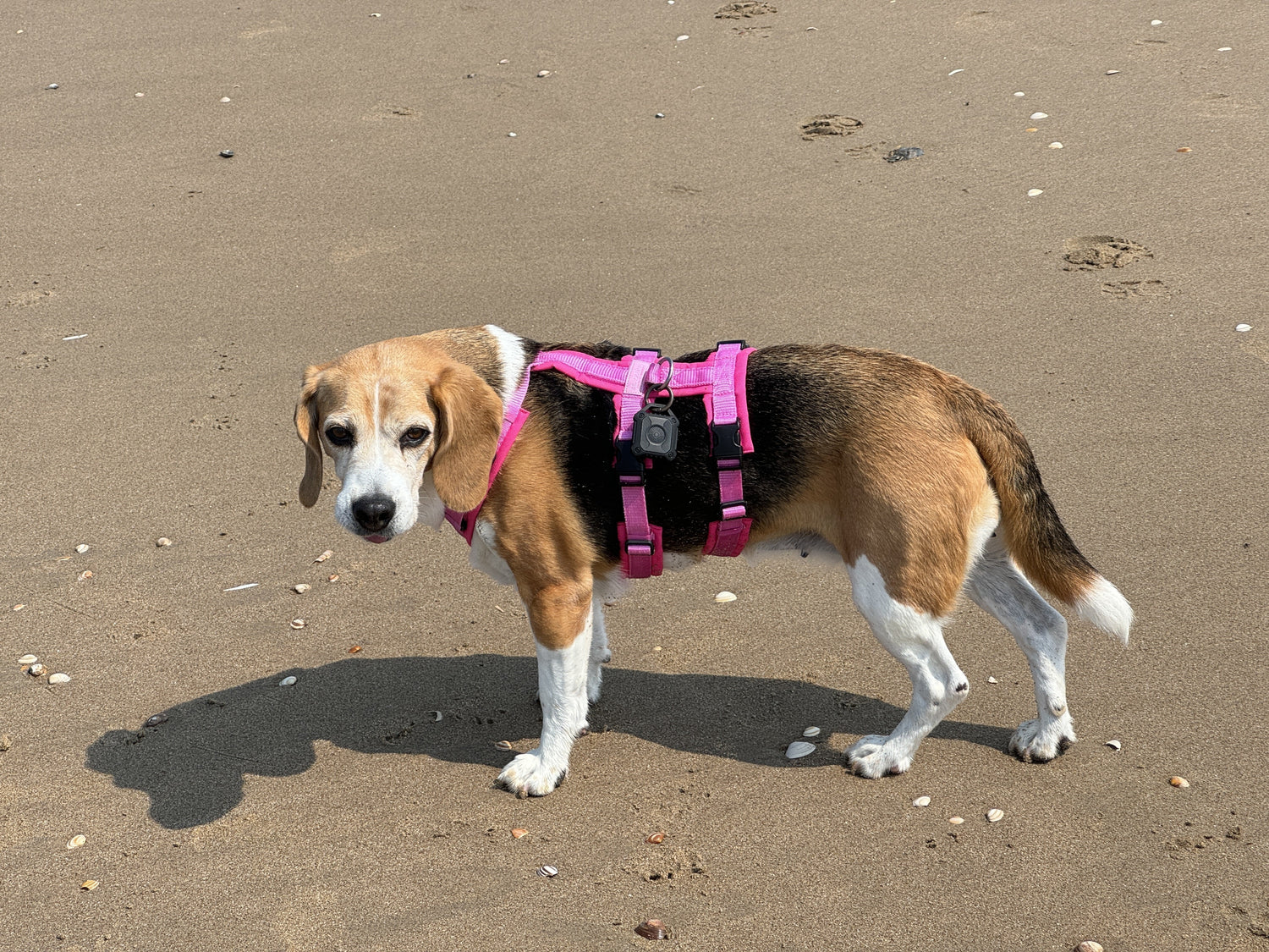 Die ultimative Sicherheit: Warum ein Sicherheitsgeschirr für Ihren Hund unverzichtbar ist - Beagletuff
