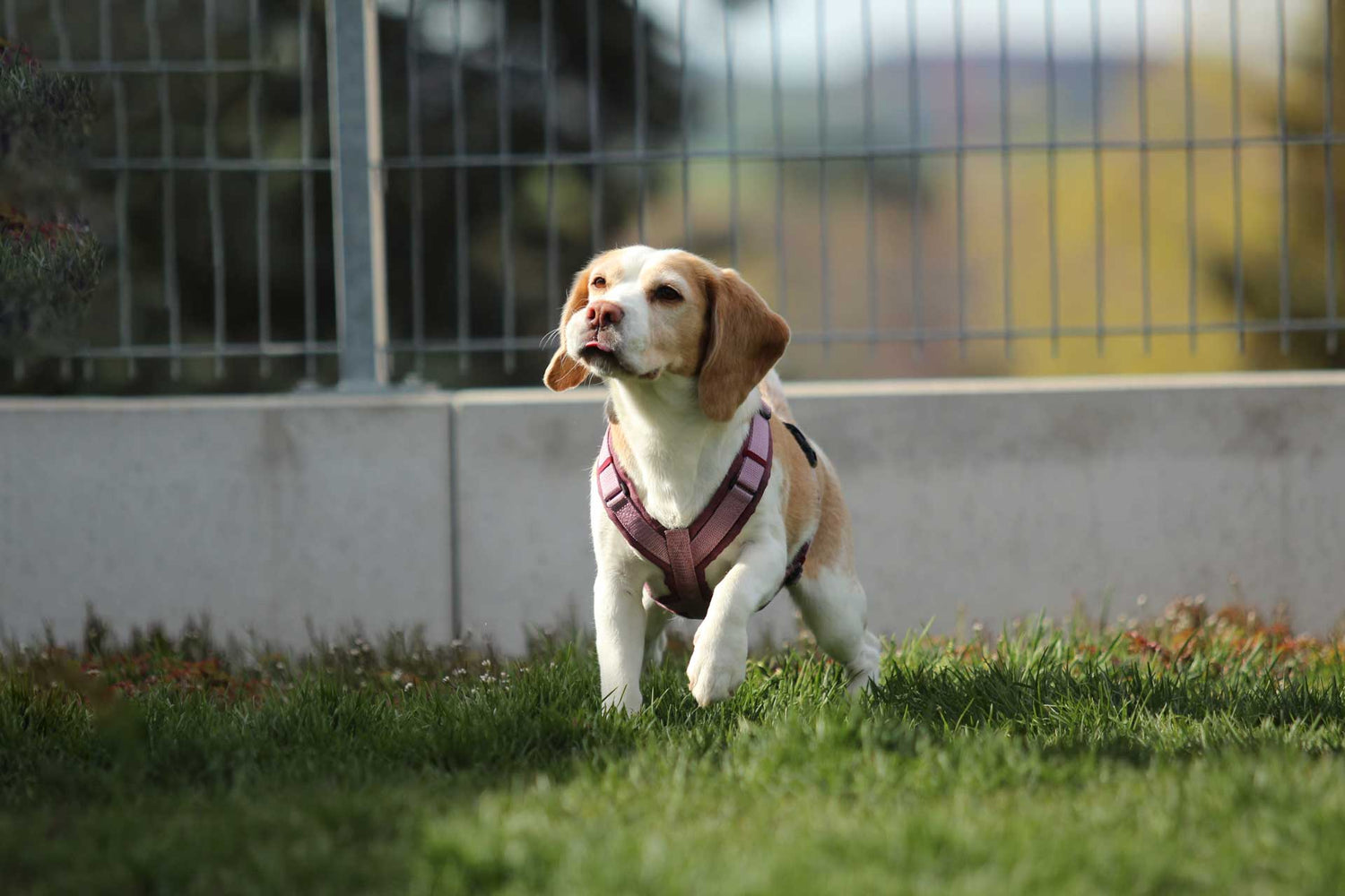 Das perfekte Geschirr für deinen Hund: Tipps für Komfort und Sicherheit - Beagletuff