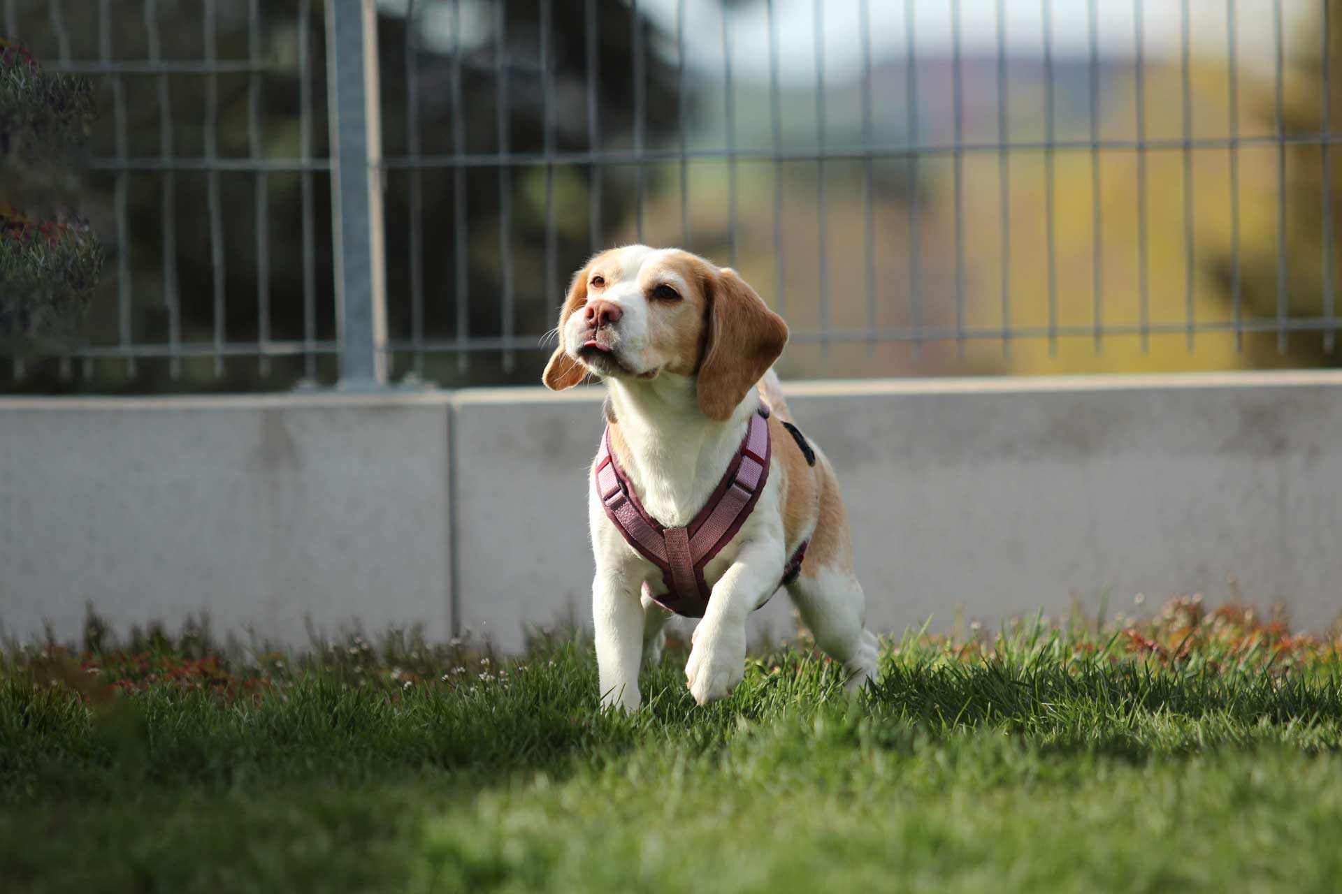 Das perfekte Geschirr für deinen Hund: Tipps für Komfort und Sicherheit - Beagletuff