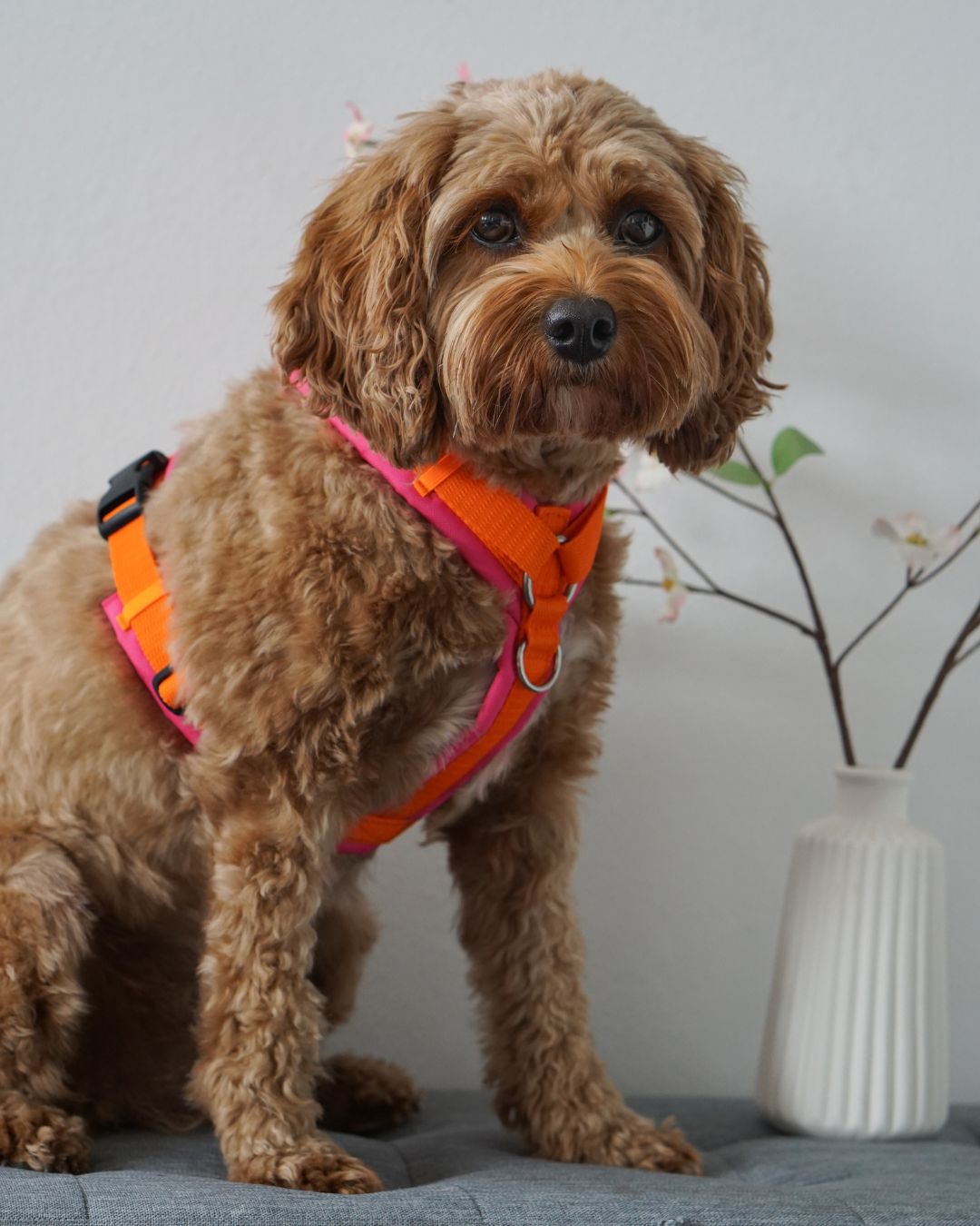 BT EasyWalk® Tira – Hundegeschirr in Orange & Pink