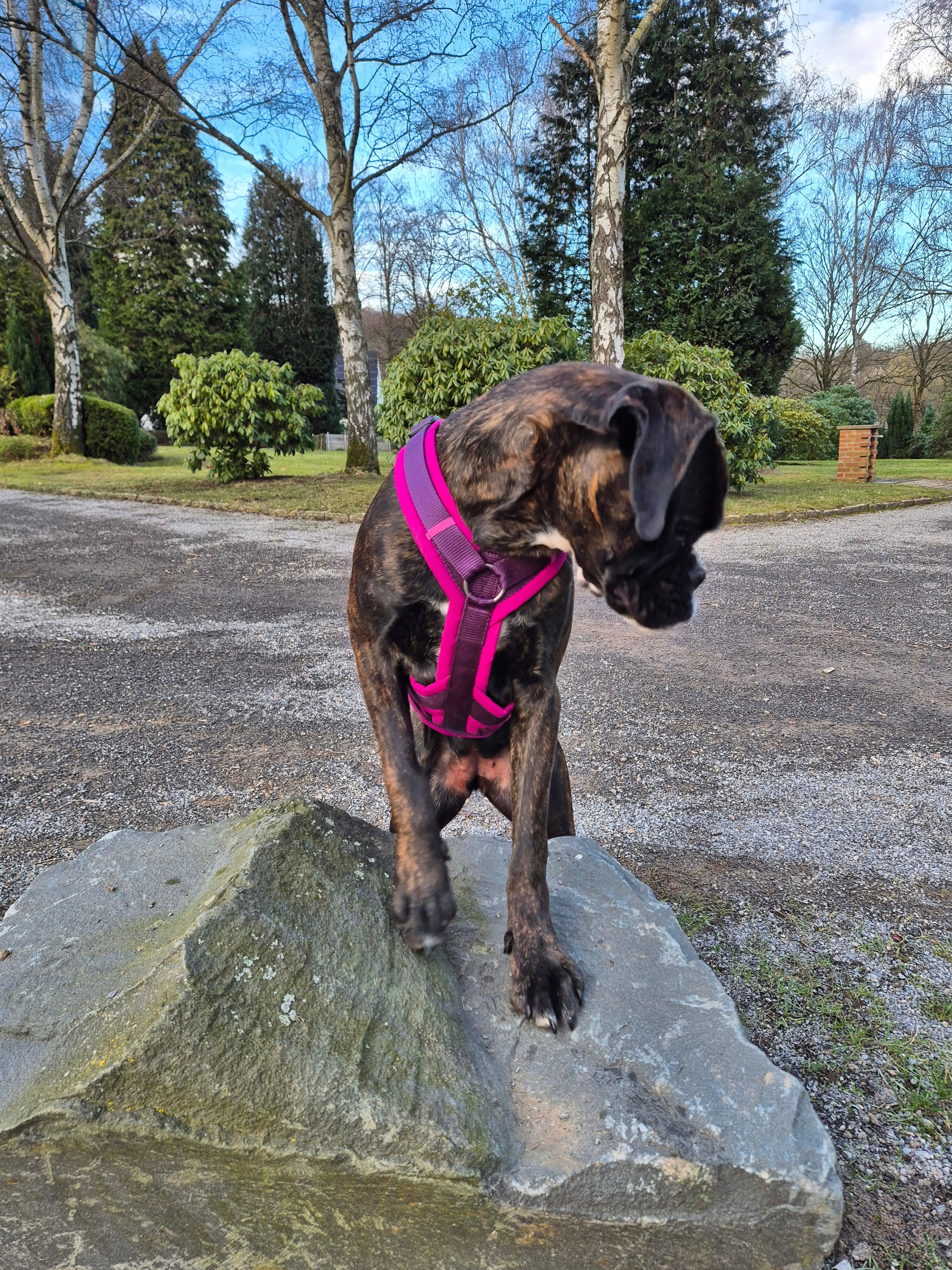 Y-Geschirr BT EasyWalk® Peewee Produktbild von Beagletuff
