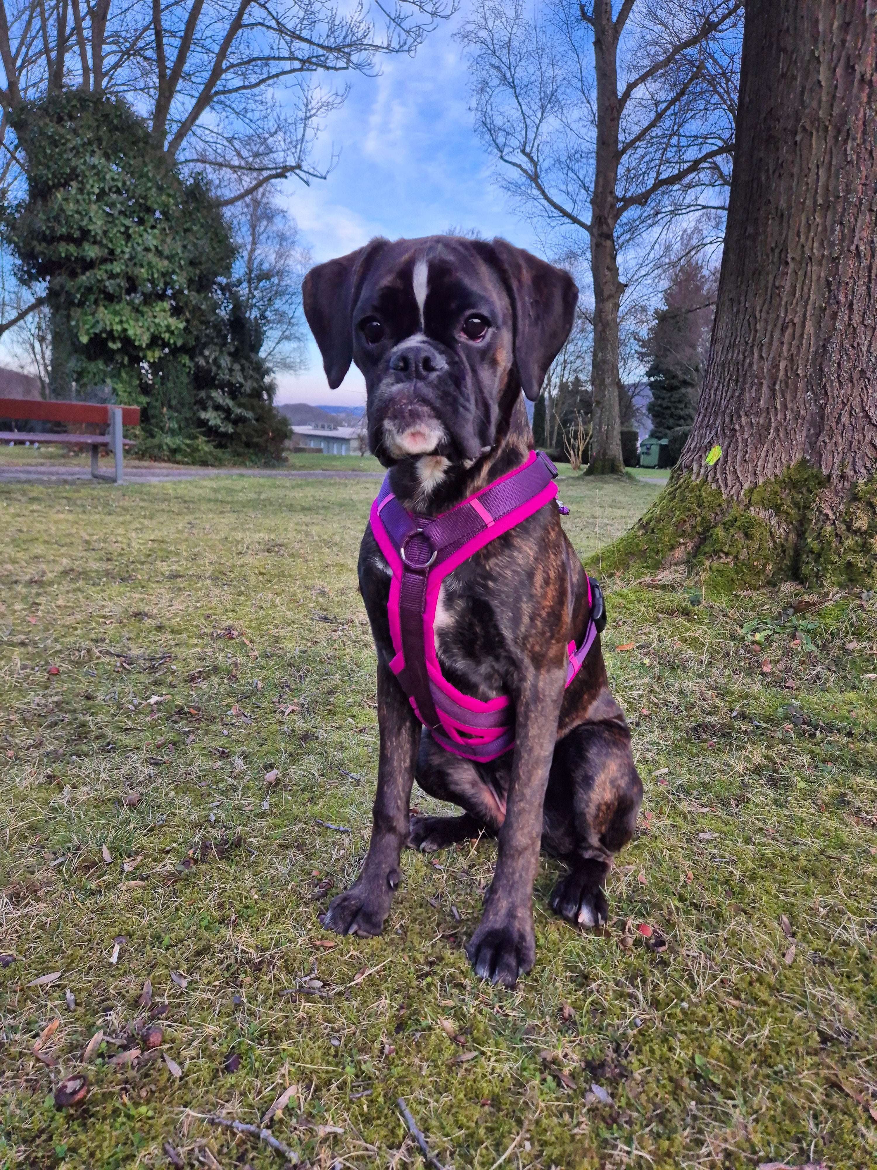 Y-Geschirr BT EasyWalk® Peewee