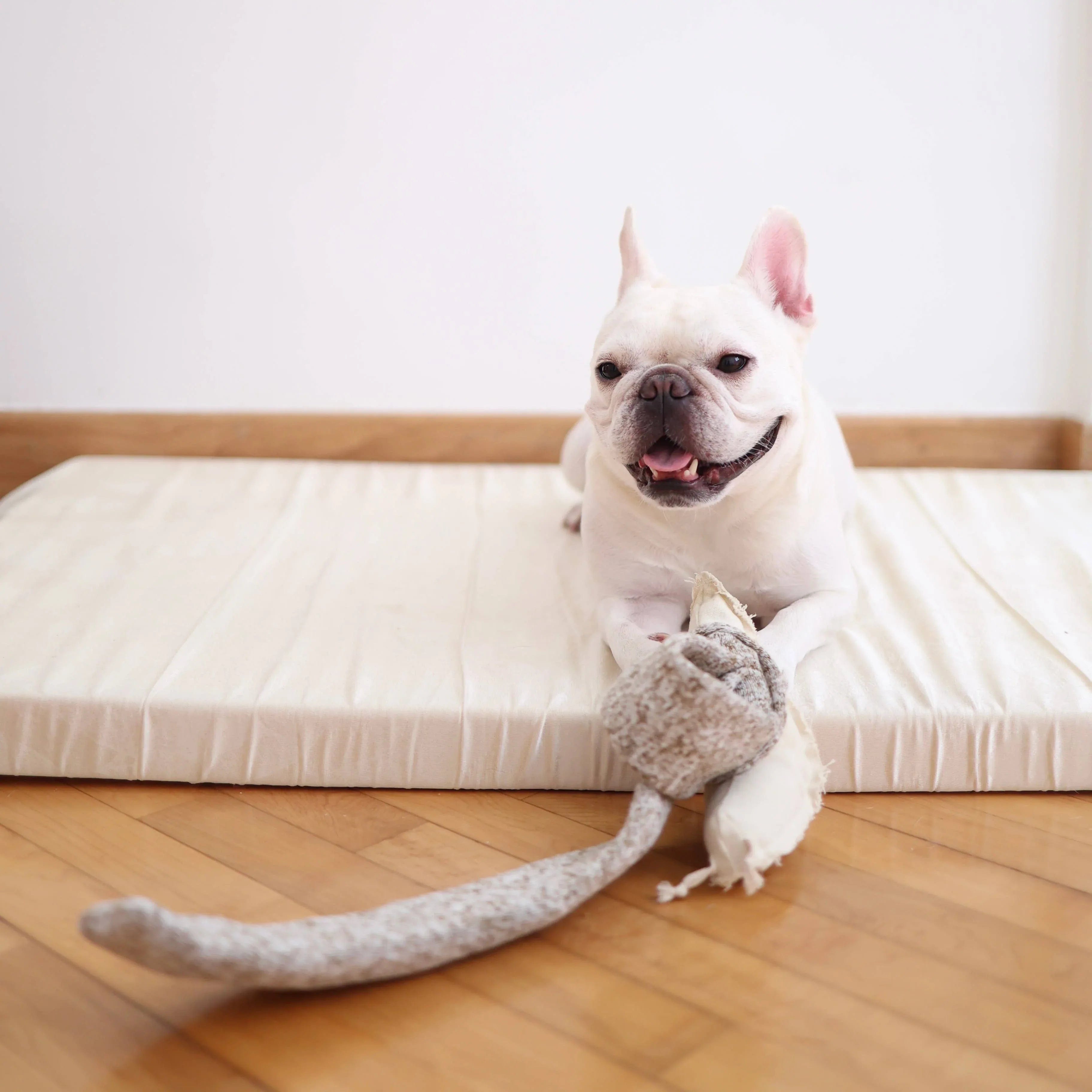 Hellbeiger Französischer Bulldoggenwelpe liegt auf einer hellen Hundematte auf Parkettboden und spielt mit einem grauen und weißen Schnüffel