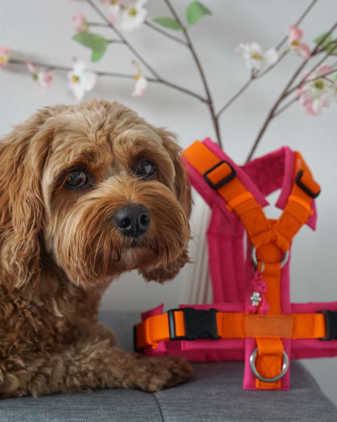 BT EasyWalk® Tira – Hundegeschirr in Orange & Pink