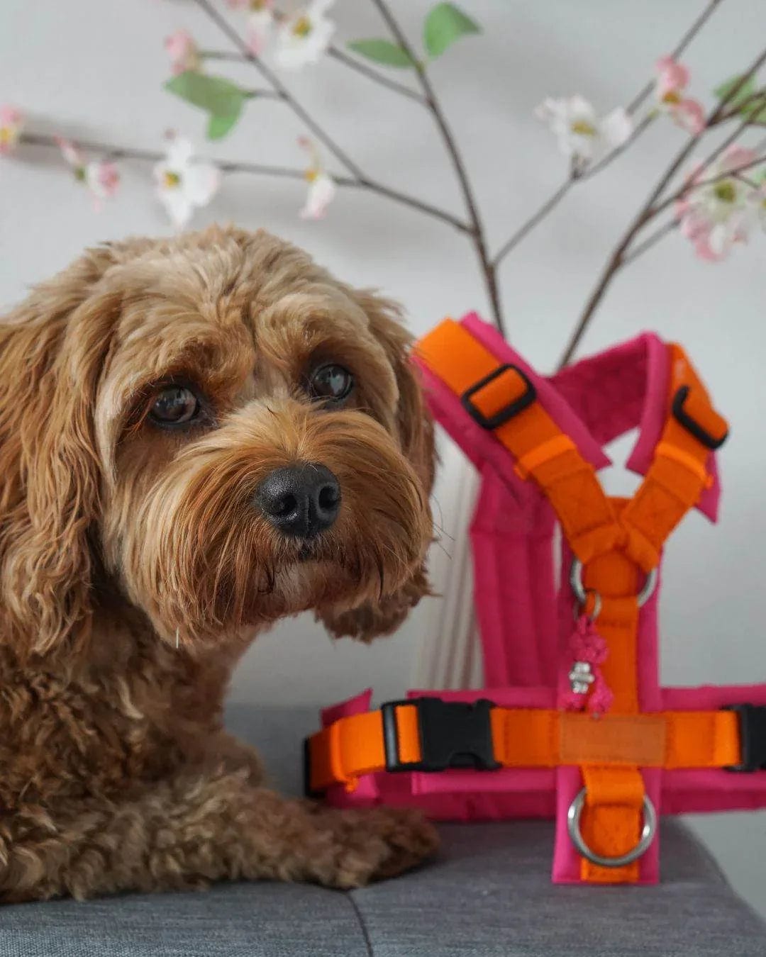 BT EasyWalk® Tira – Hundegeschirr in Orange & Pink - Beagletuff