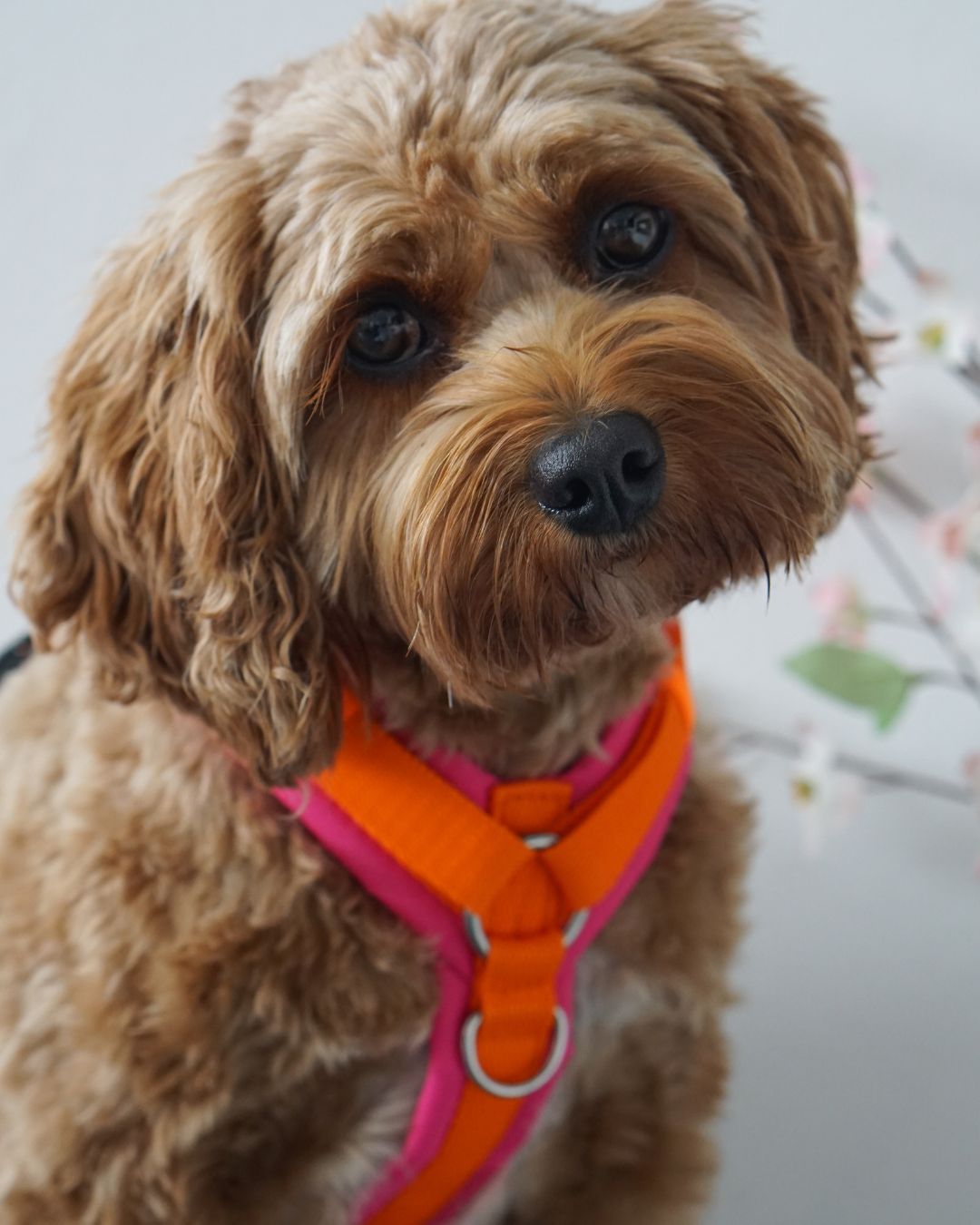 BT EasyWalk® Tira – Hundegeschirr in Orange & Pink