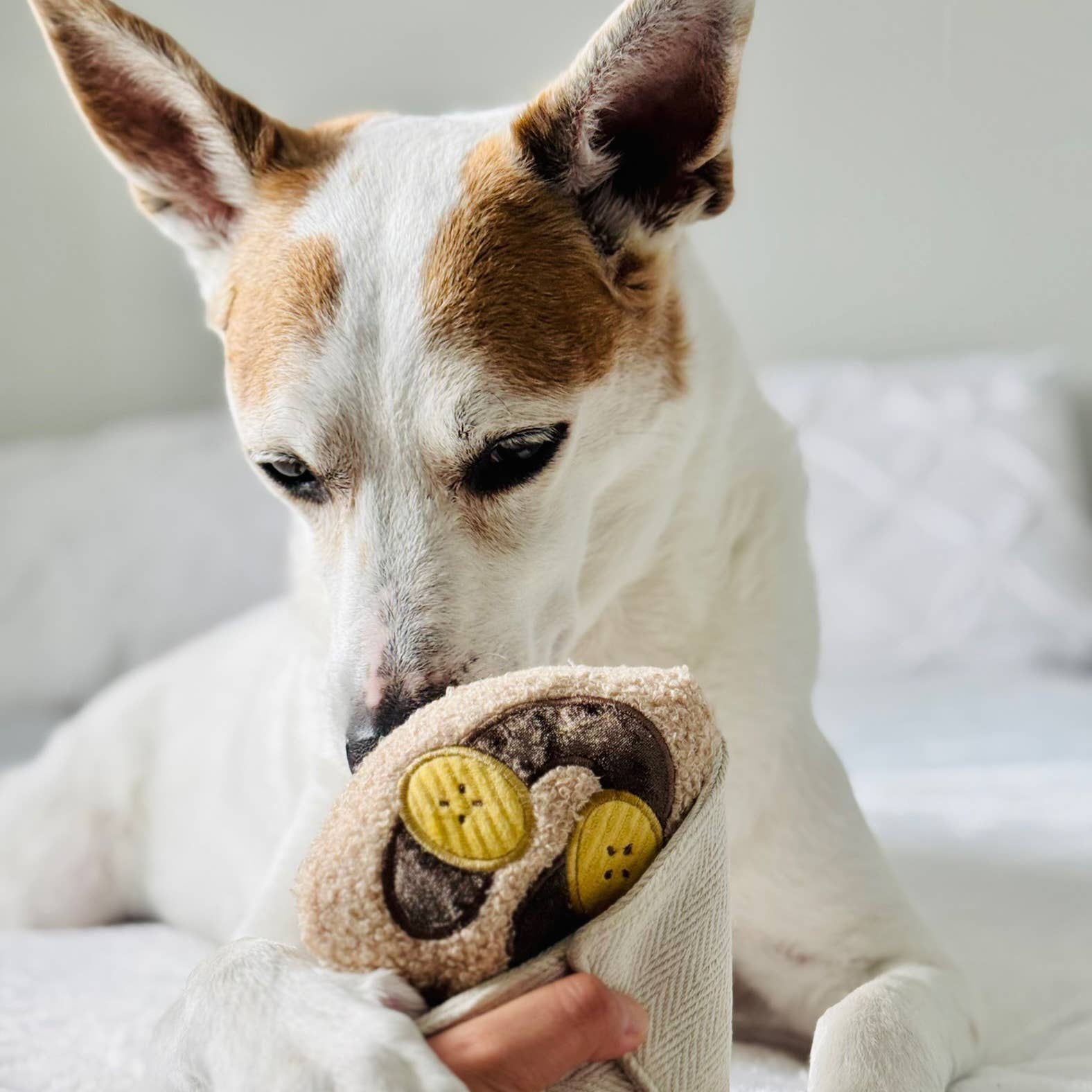 Lambwolf Crêpe Schnüffelspielzeug mit Quietscher und Leckerli Versteck Produktbild von Beagletuff