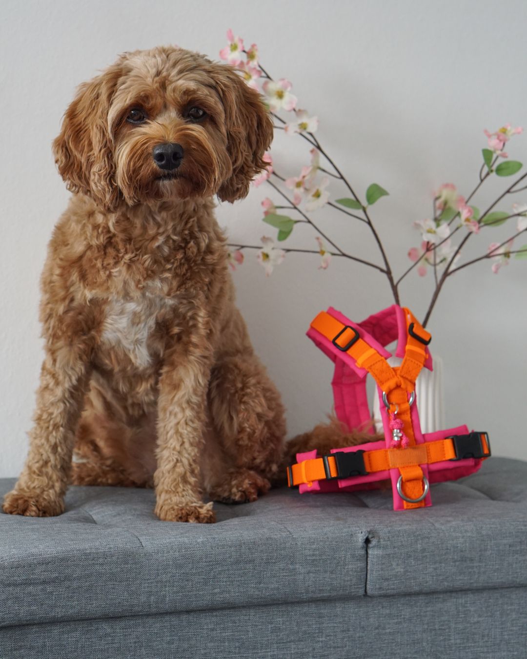 BT EasyWalk® Tira – Hundegeschirr in Orange & Pink
