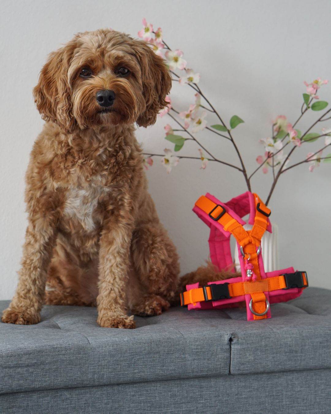 BT EasyWalk® Tira – Hundegeschirr in Orange & Pink - Beagletuff