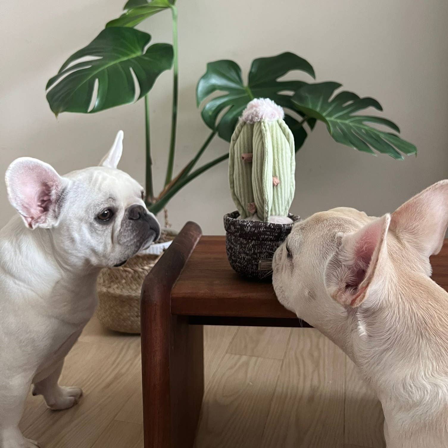 Lambwolf Cactus Schnüffelspielzeug mit 4 Leckerli Verstecken und Quietscher Produktbild von Beagletuff