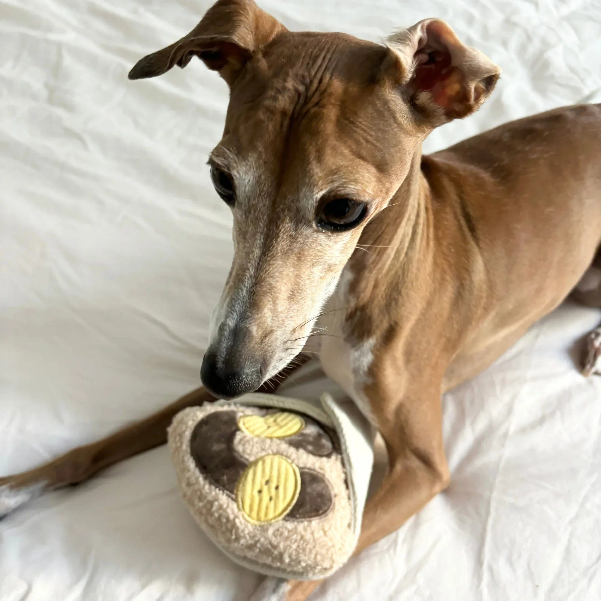 Brauner schlanker Hund liegt auf weißer Unterlage und schnüffelt an einem beigen, braunen und gelben Crêpe Hundespielzeug mit Leckerli-Verst
