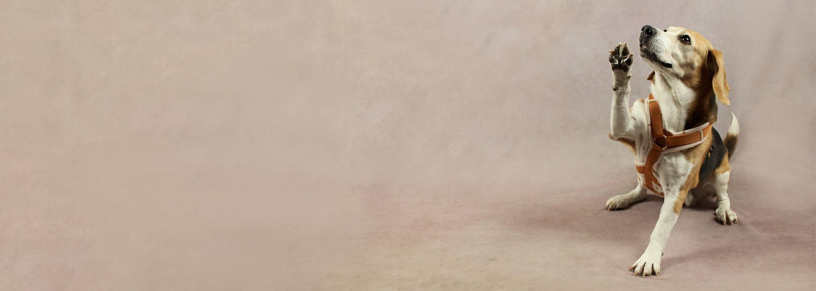 Beagle im Studio mit BEAGLETUFF® Geschirr hebt Pfote – liebevoll handgemachtes Hundezubehör