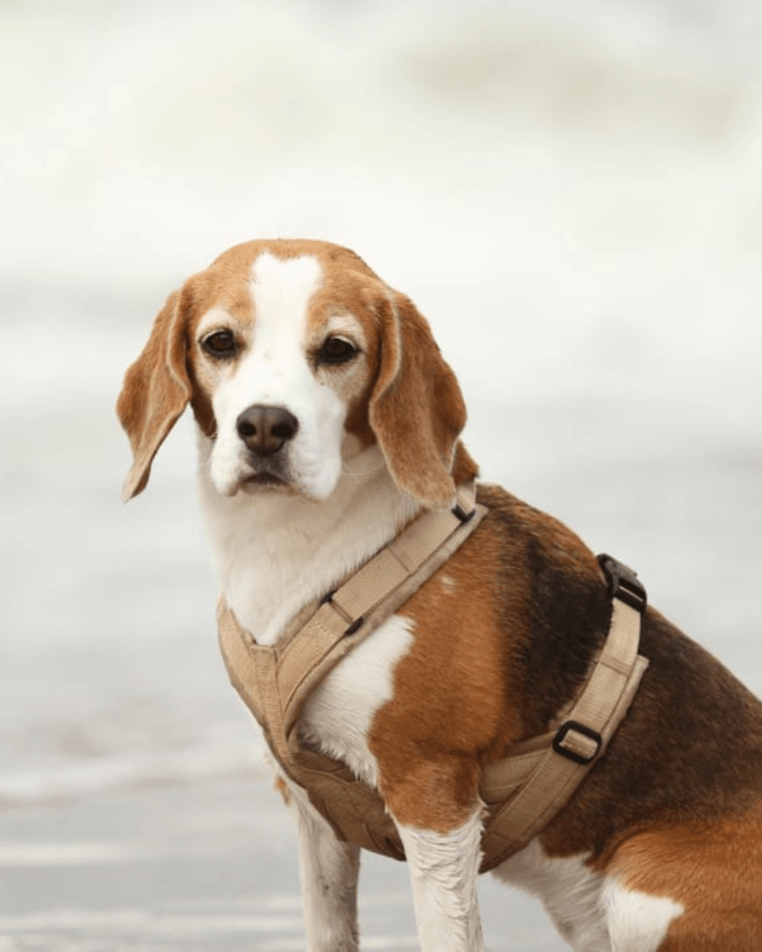 Beagle Ella trägt ein beiges BT EasyWalk® Sicherheitsgeschirr am Strand.