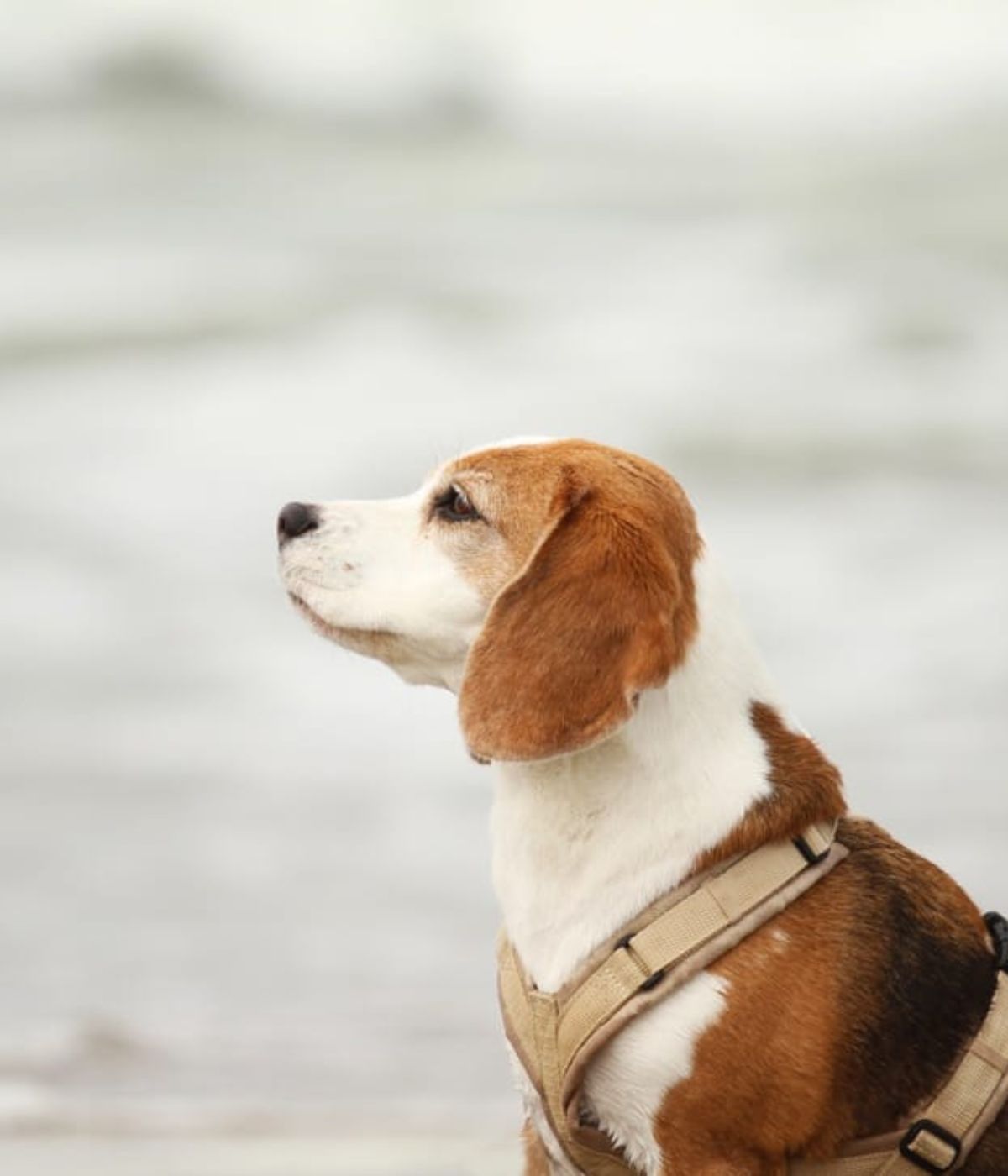 Beagle Ella mit sandfarbenem BEAGLETUFF® Hundegeschirr blickt verträumt aufs Meer – Outdooraufnahme am Strand