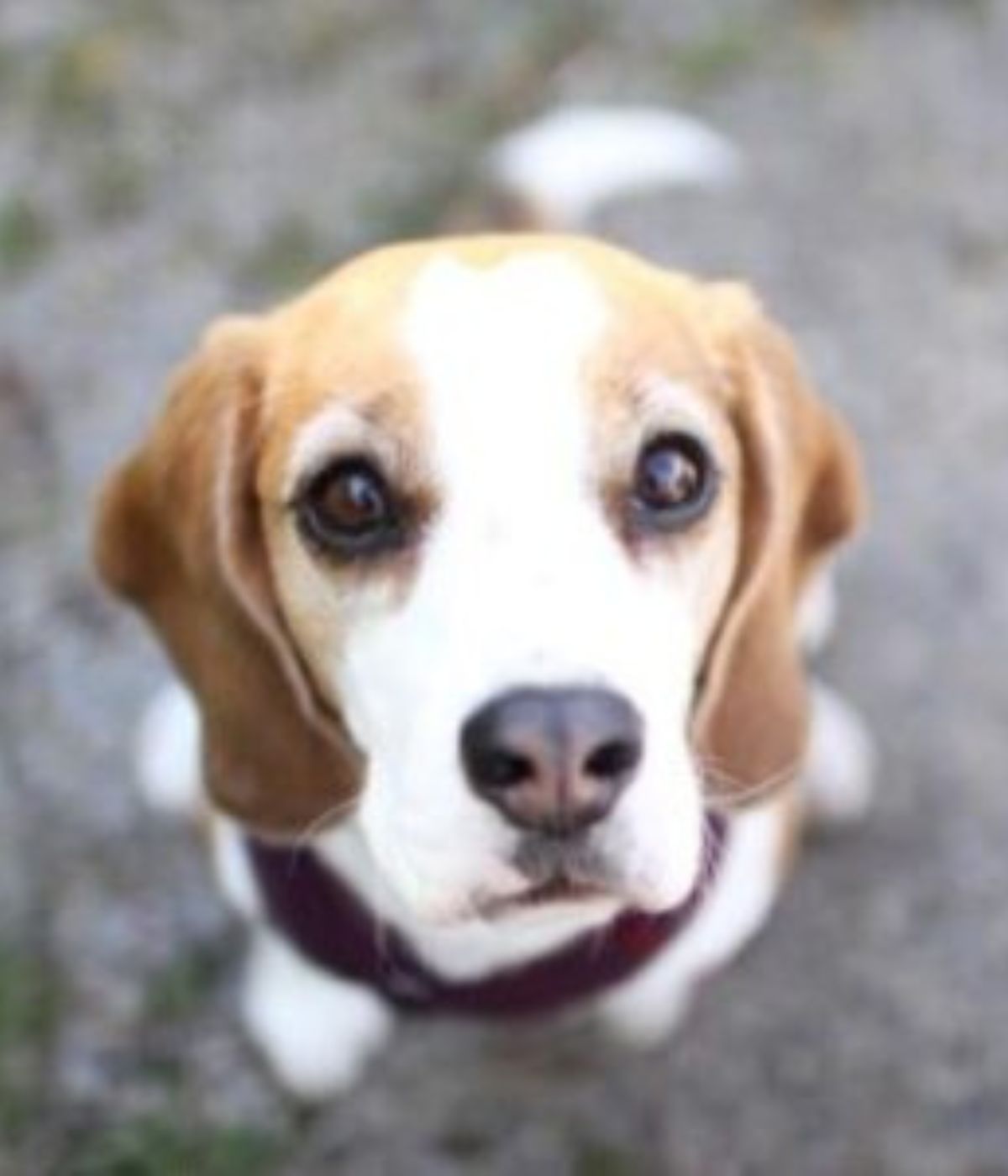 Beagle Ella schaut mit großen Augen direkt in die Kamera – Nahaufnahme mit sandfarbenem BEAGLETUFF® Hundegeschirr am Strand