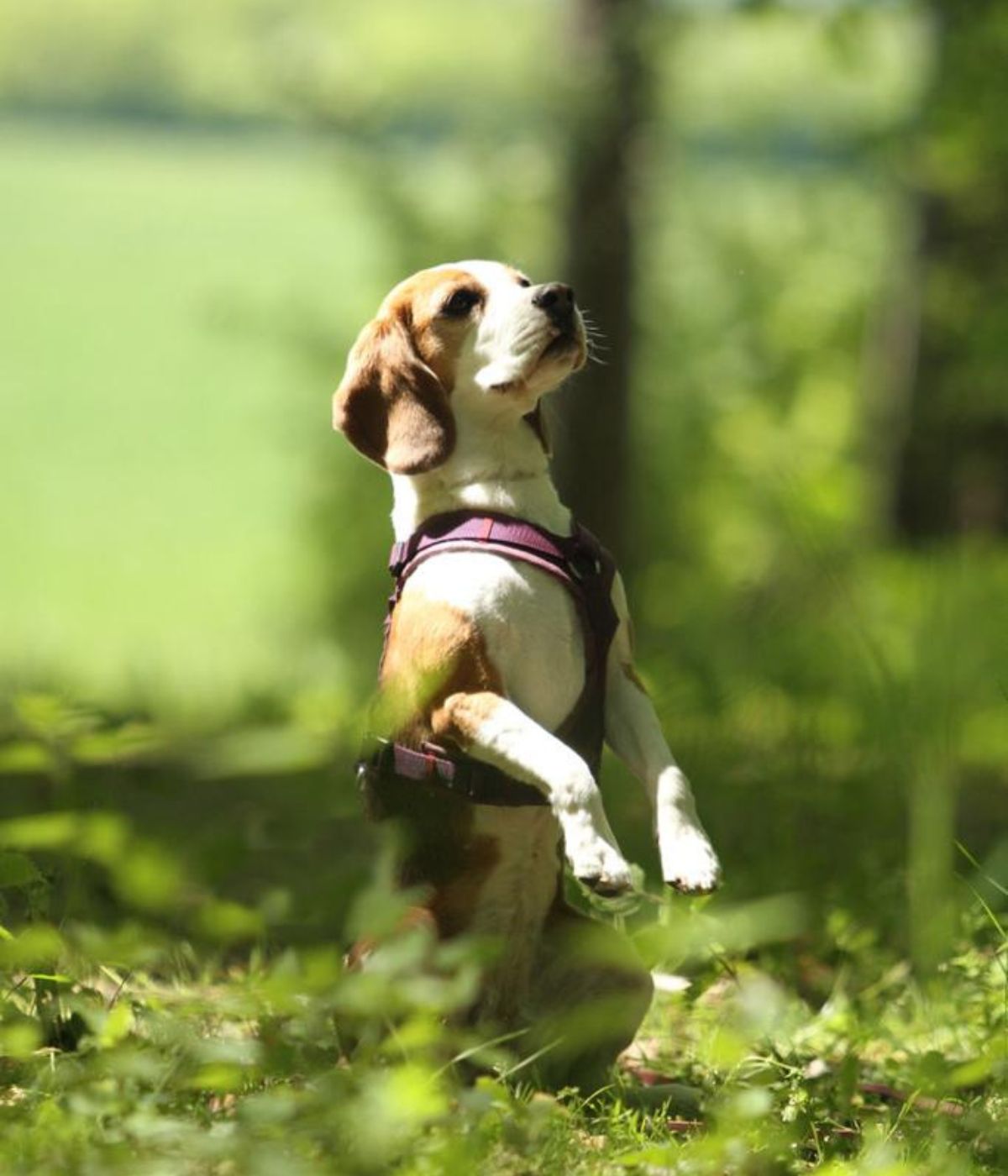 Beagle Ella steht auf den Hinterbeinen im Wald und trägt ein lila BEAGLETUFF® Hundegeschirr – aufmerksam und bereit für Abenteuer