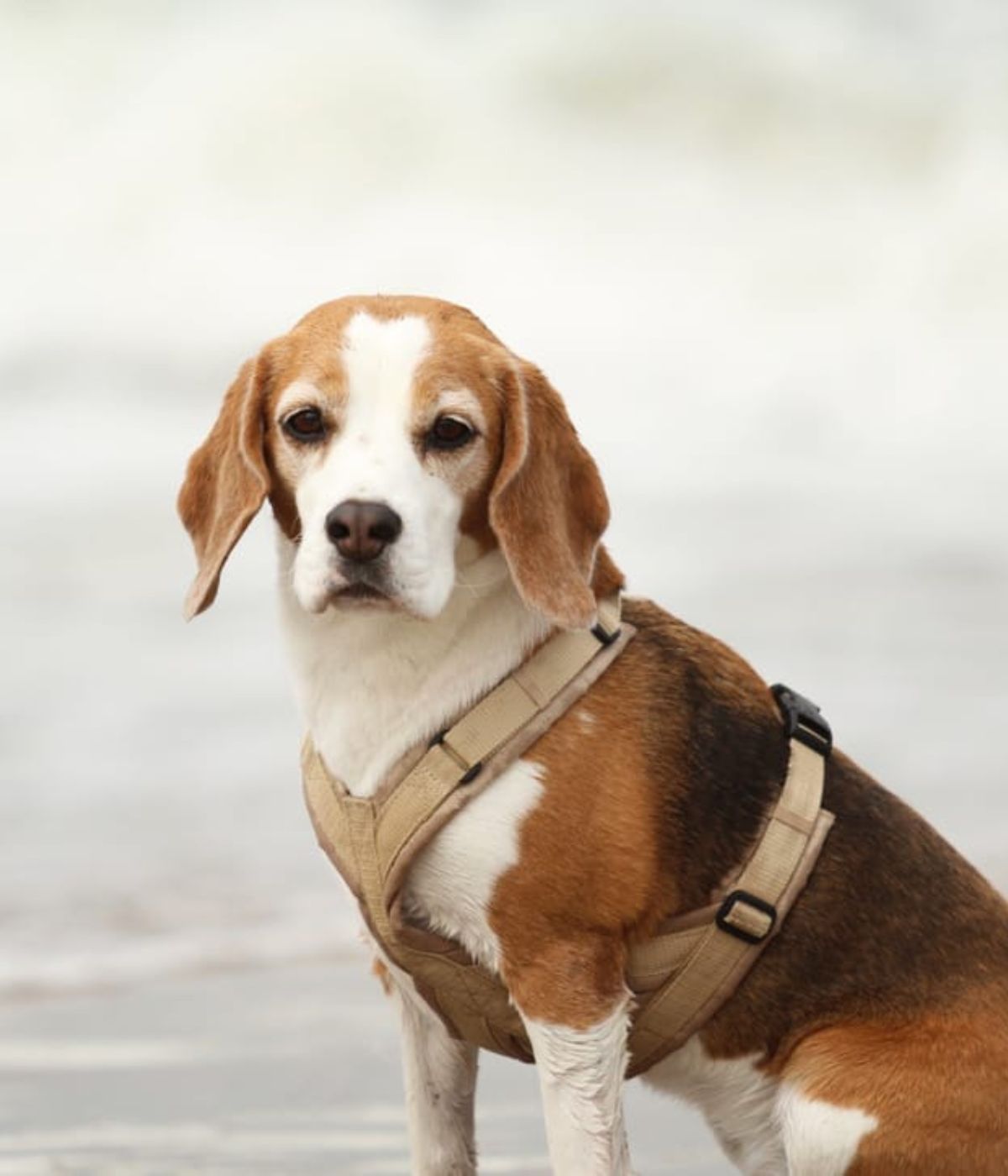 Beagle Ella trägt ein sandfarbenes BEAGLETUFF® Geschirr und sitzt am Strand – stilvolle Hundemode für Naturabenteuer