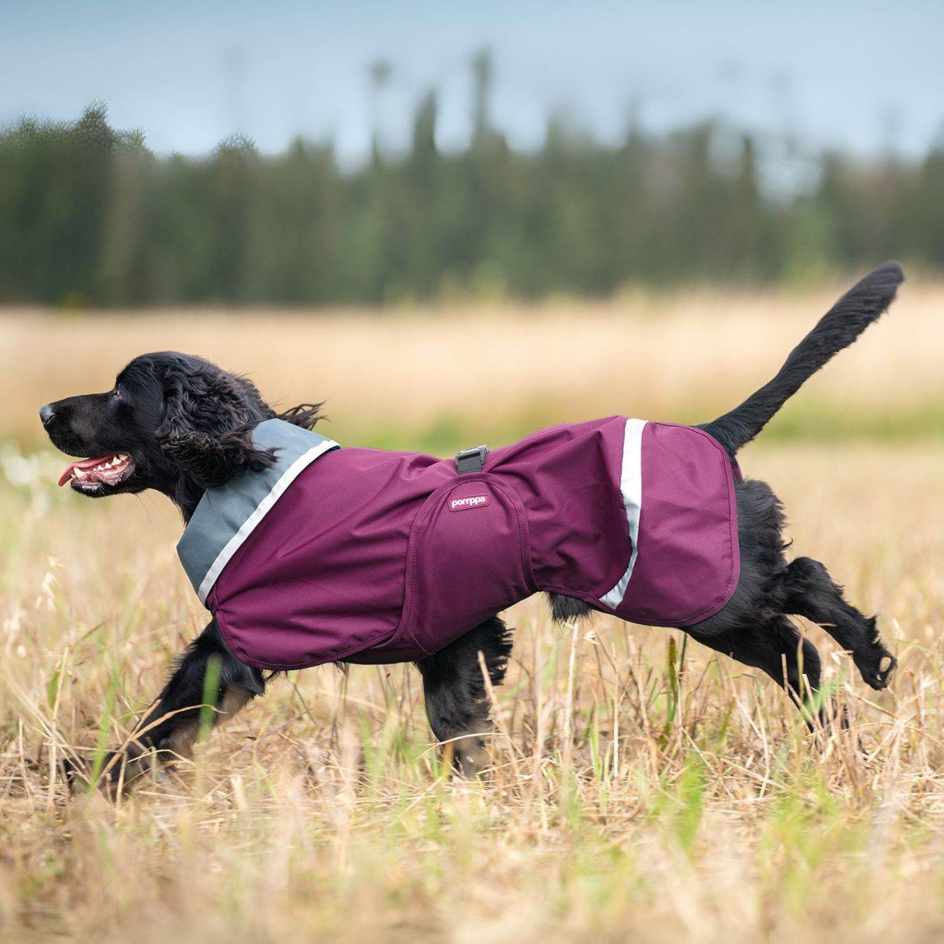 Hunderegenmantel SadePomppa Plum - Beagletuff