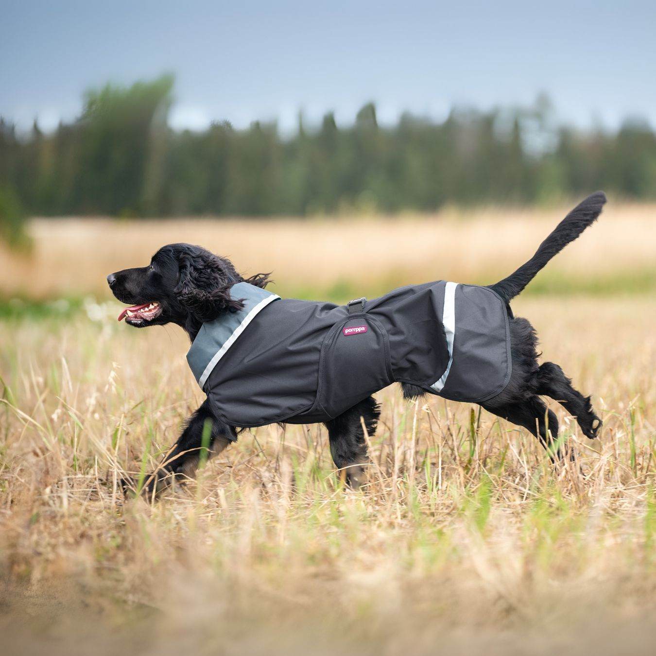 Hunderegenmantel SadePomppa Graphite - Beagletuff