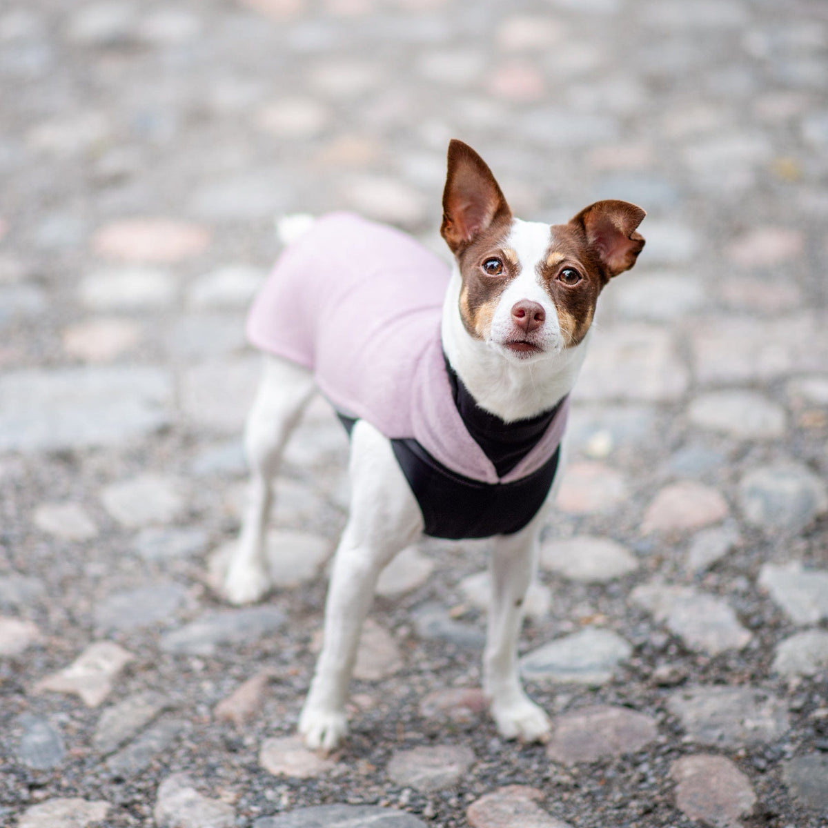 JumppaPomppa Elderberry 44, Fleecepullover für Hunde Produktbild von Beagletuff