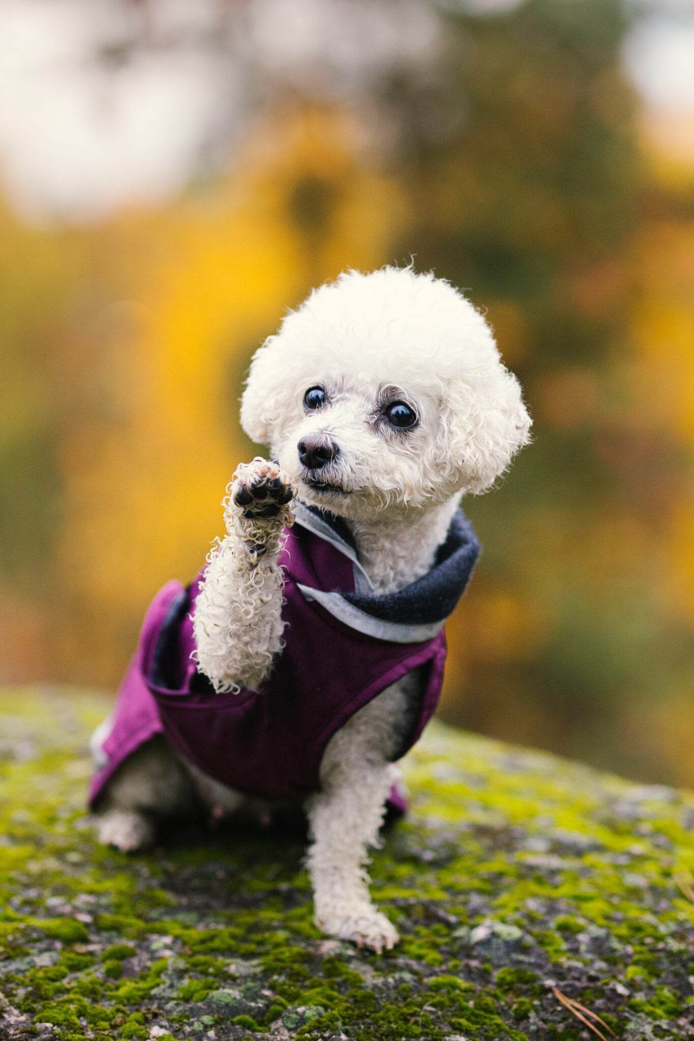 KevytPomppa - gefütterter Regenmantel | Gr. 44 | plum - Beagletuff