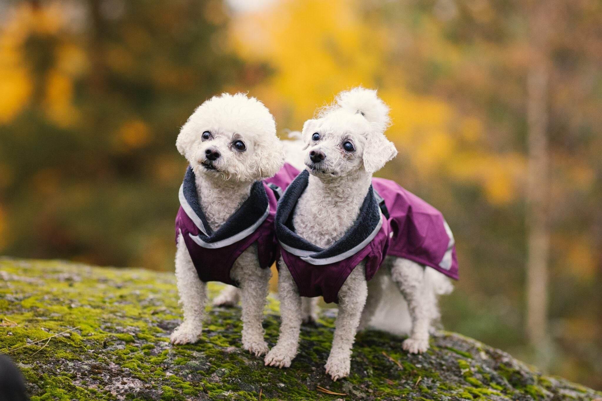 KevytPomppa – Regenmantel mit Geschirröffnung | Gr. 40 | Plum - Beagletuff