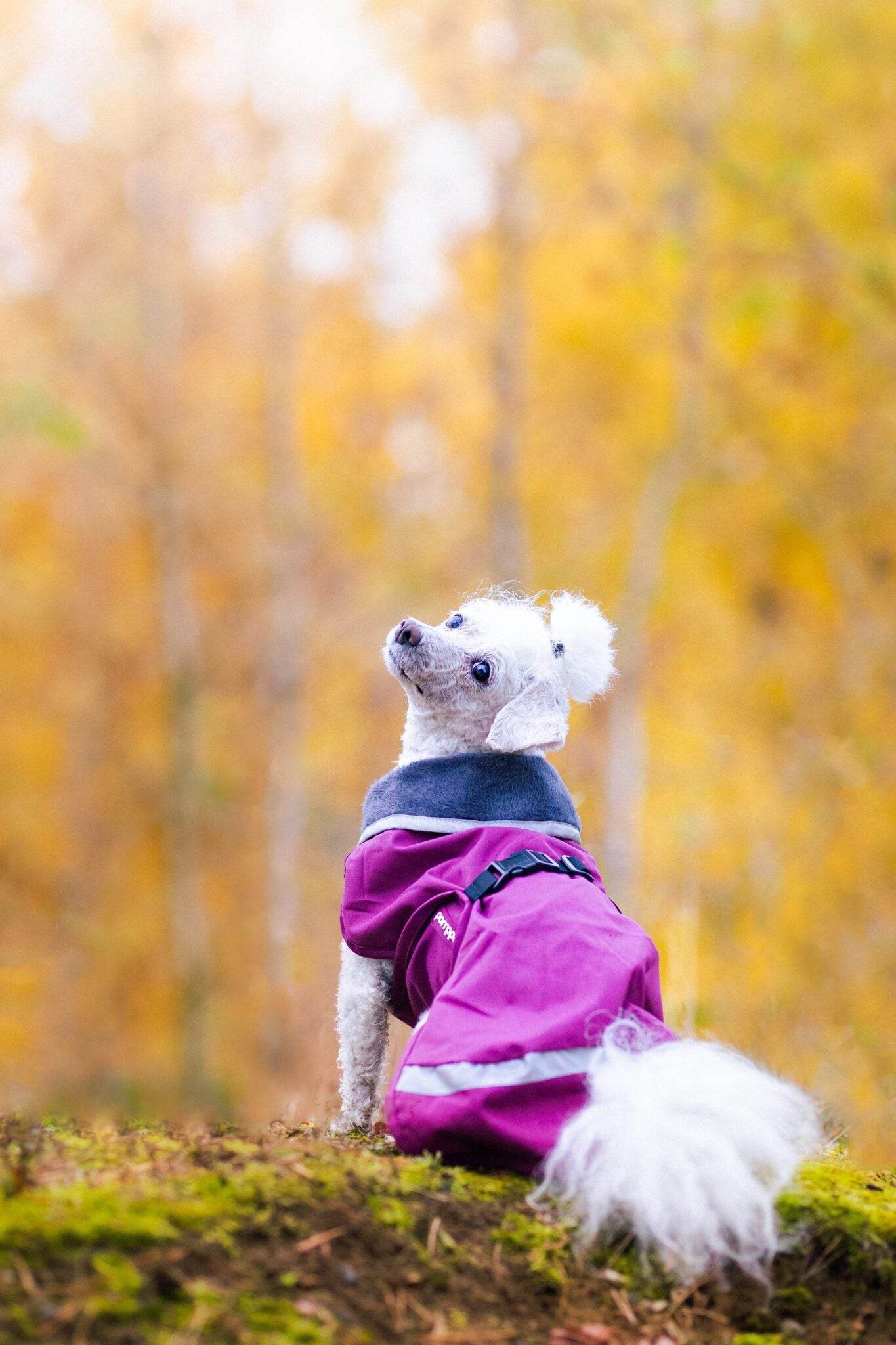 KevytPomppa – Regenmantel mit Geschirröffnung | Gr. 44 | Plum - Beagletuff