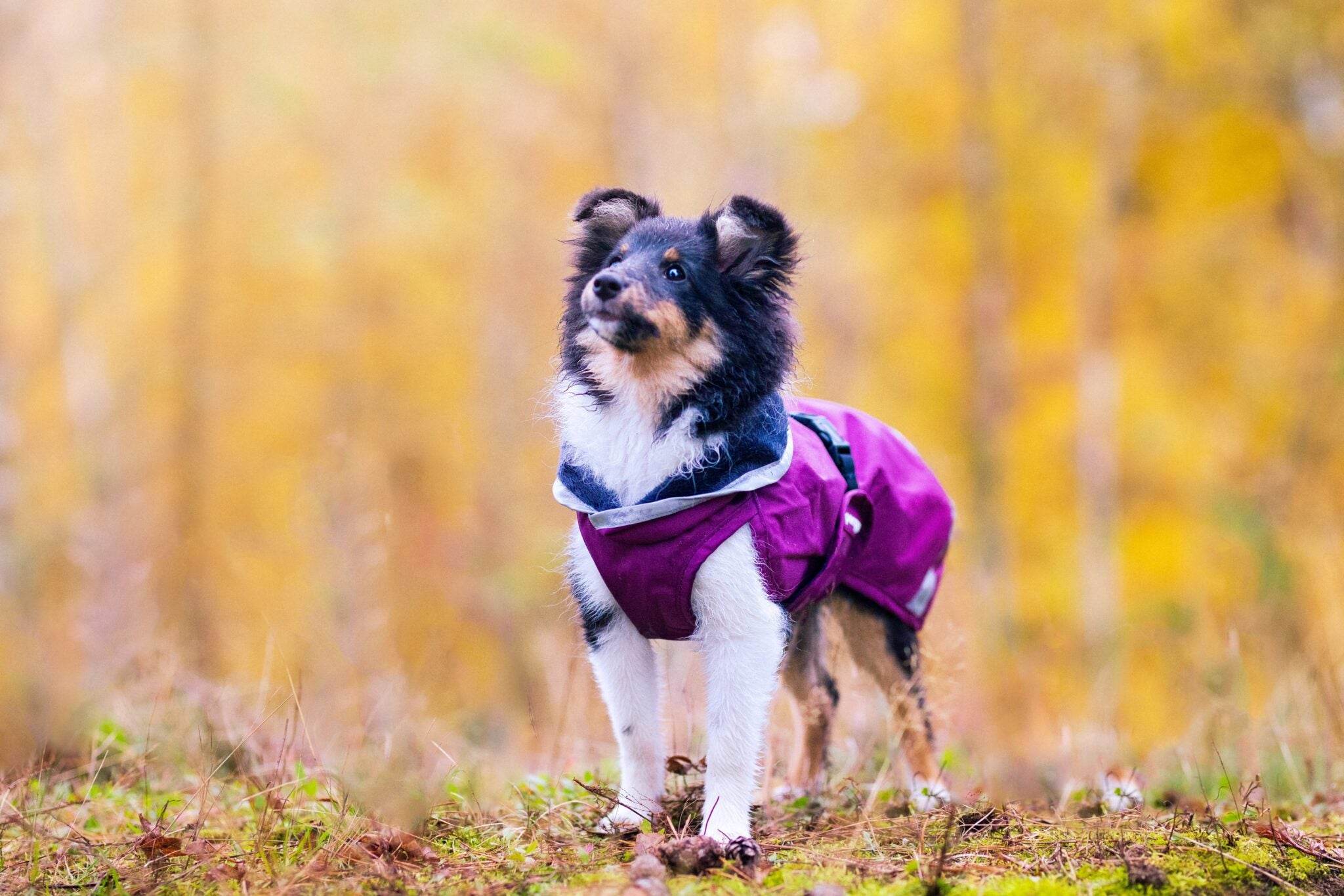 KevytPomppa – Regenmantel mit Geschirröffnung | Gr. 40 | Plum - Beagletuff
