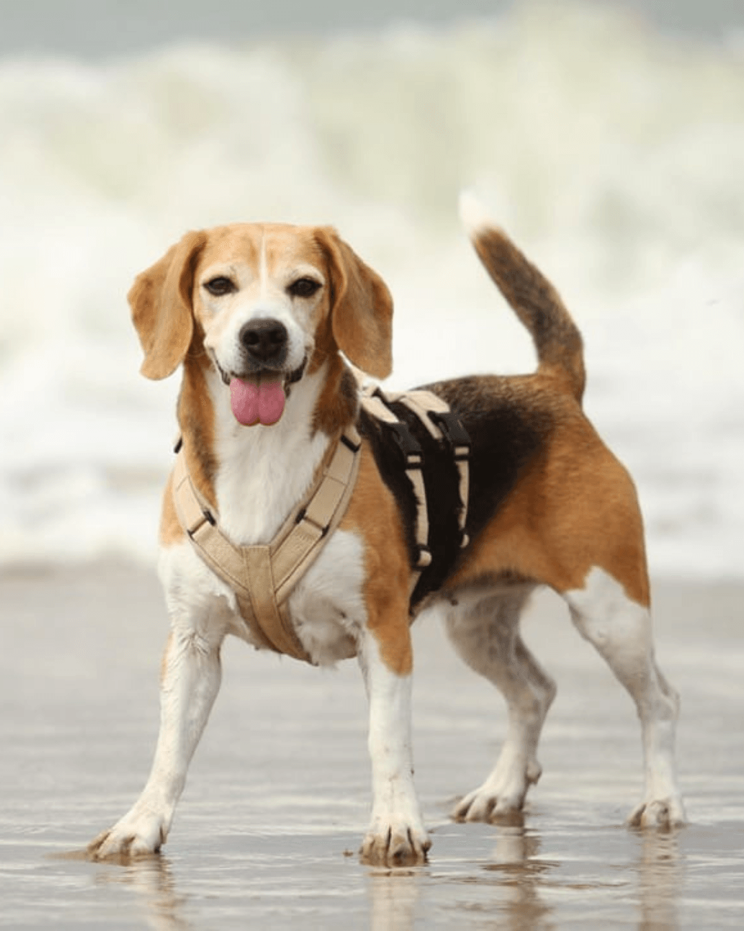 Beagle Lotti steht mit einem beigen BT EasyWalk® Sicherheitsgeschirr im flachen Wasser am Strand.