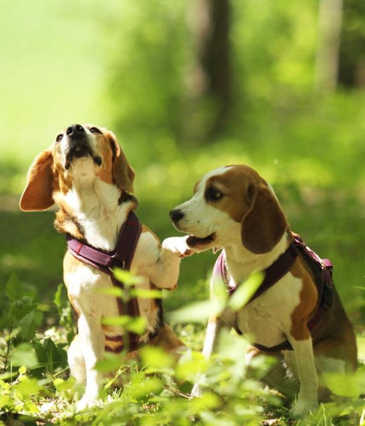 Beagle Lotti hebt spielerisch die Pfote zu Ella – beide tragen BEAGLETUFF® Hundegeschirre und genießen einen Tag im Wald