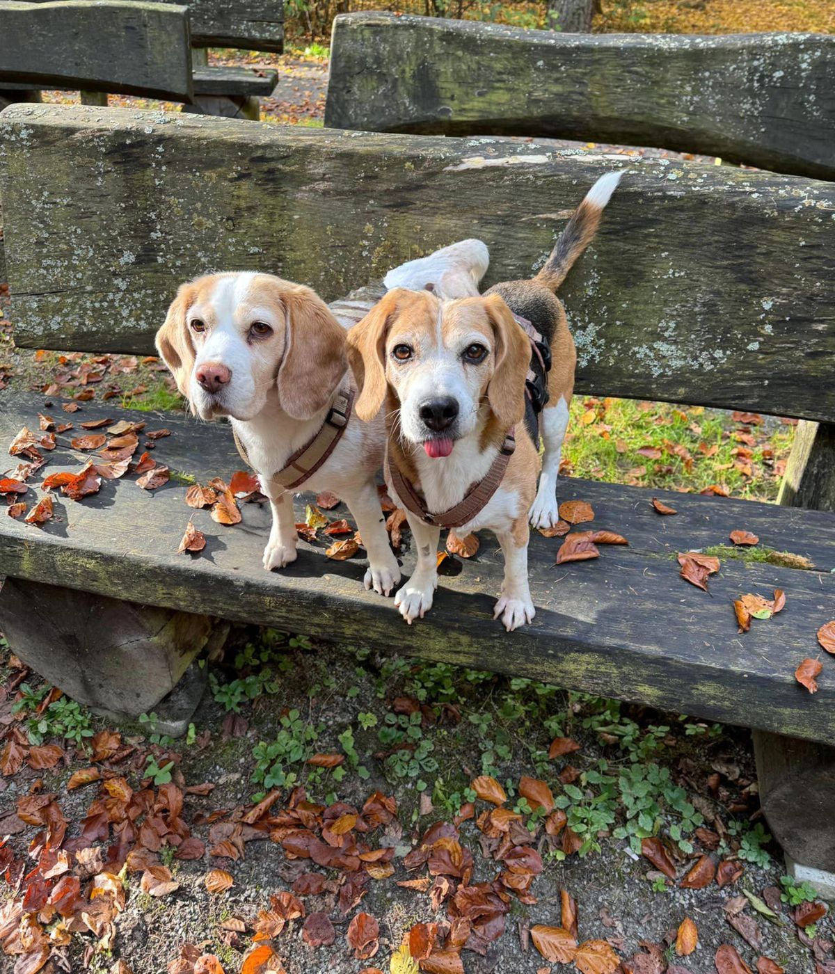 Beagle Milla und Lotti stehen auf einer verwitterten Holzbank im herbstlichen Wald – beide tragen BEAGLETUFF® Geschirr
