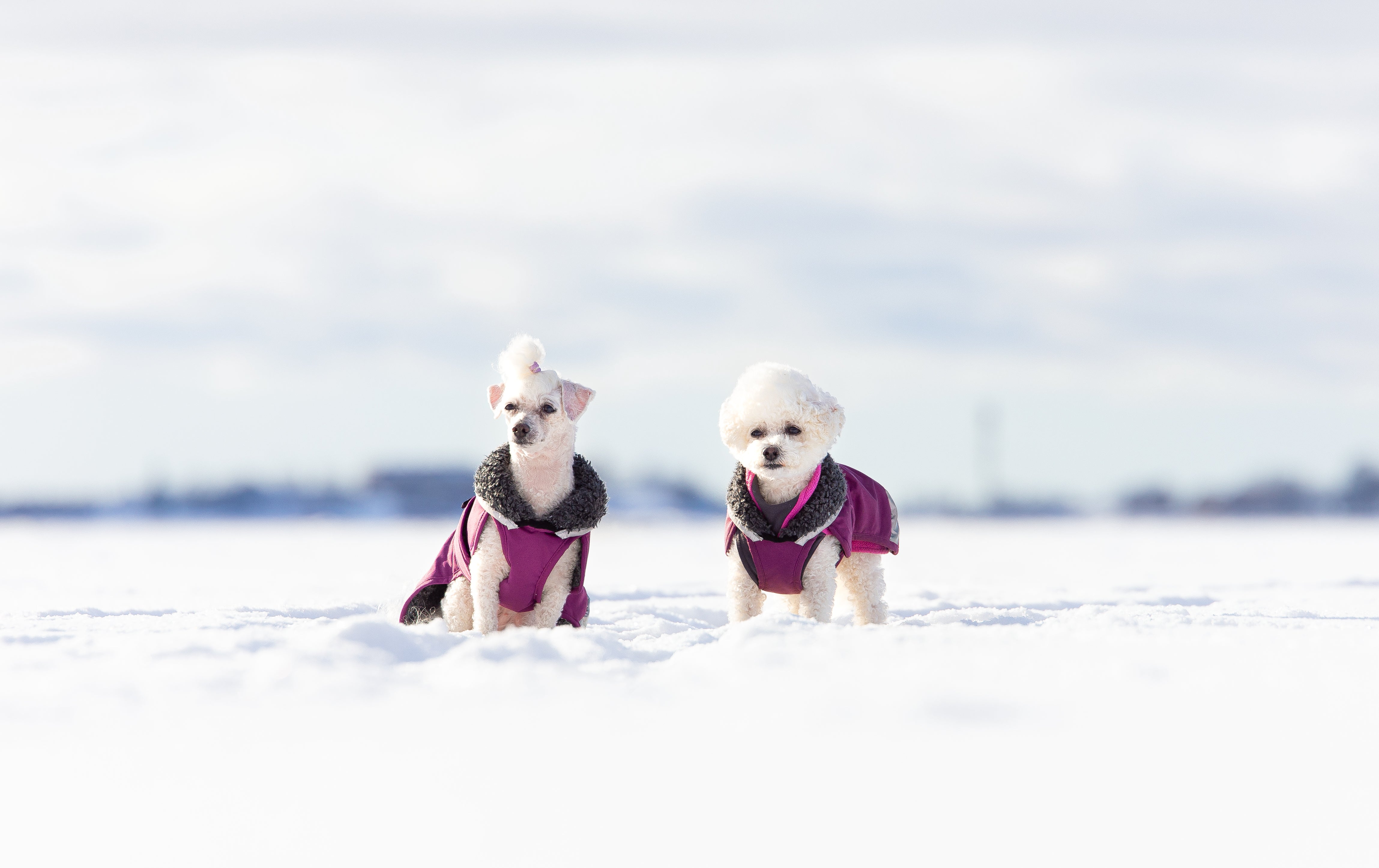 PerusPomppa - Wintermantel | Gr.40 | Plum