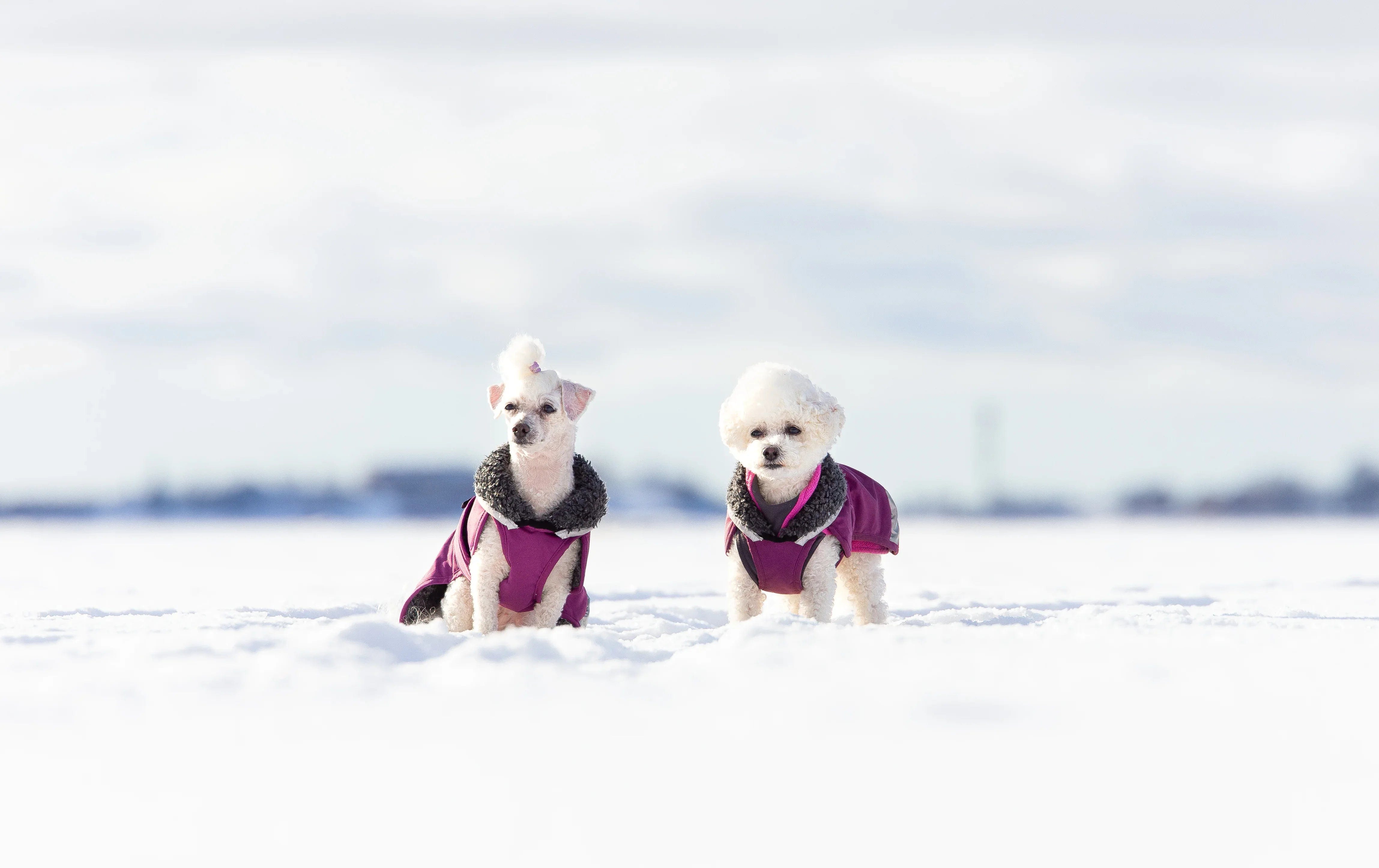Zwei kleine weiße Hunde mit lockigem Fell stehen im Schnee und tragen dunkelviolette Wintermäntel mit schwarzen Kragen. mit PerusPomppa - Wi