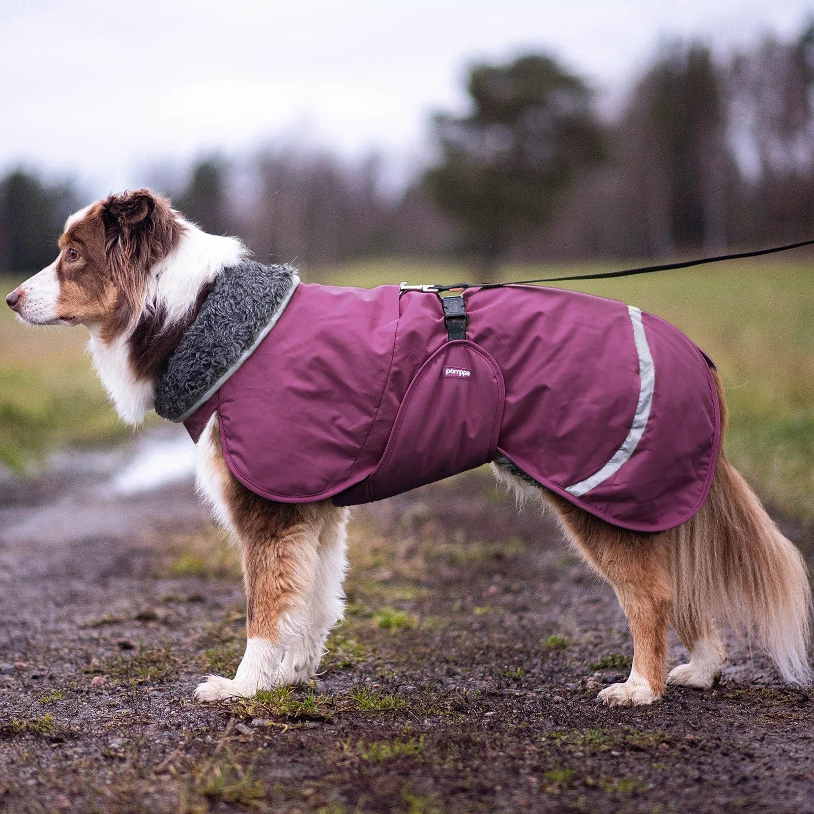 Großer Hund mit braun-weißem Fell steht seitlich auf einem matschigen Feldweg, trägt einen dunkelvioletten Wintermantel mit grauem, weichem