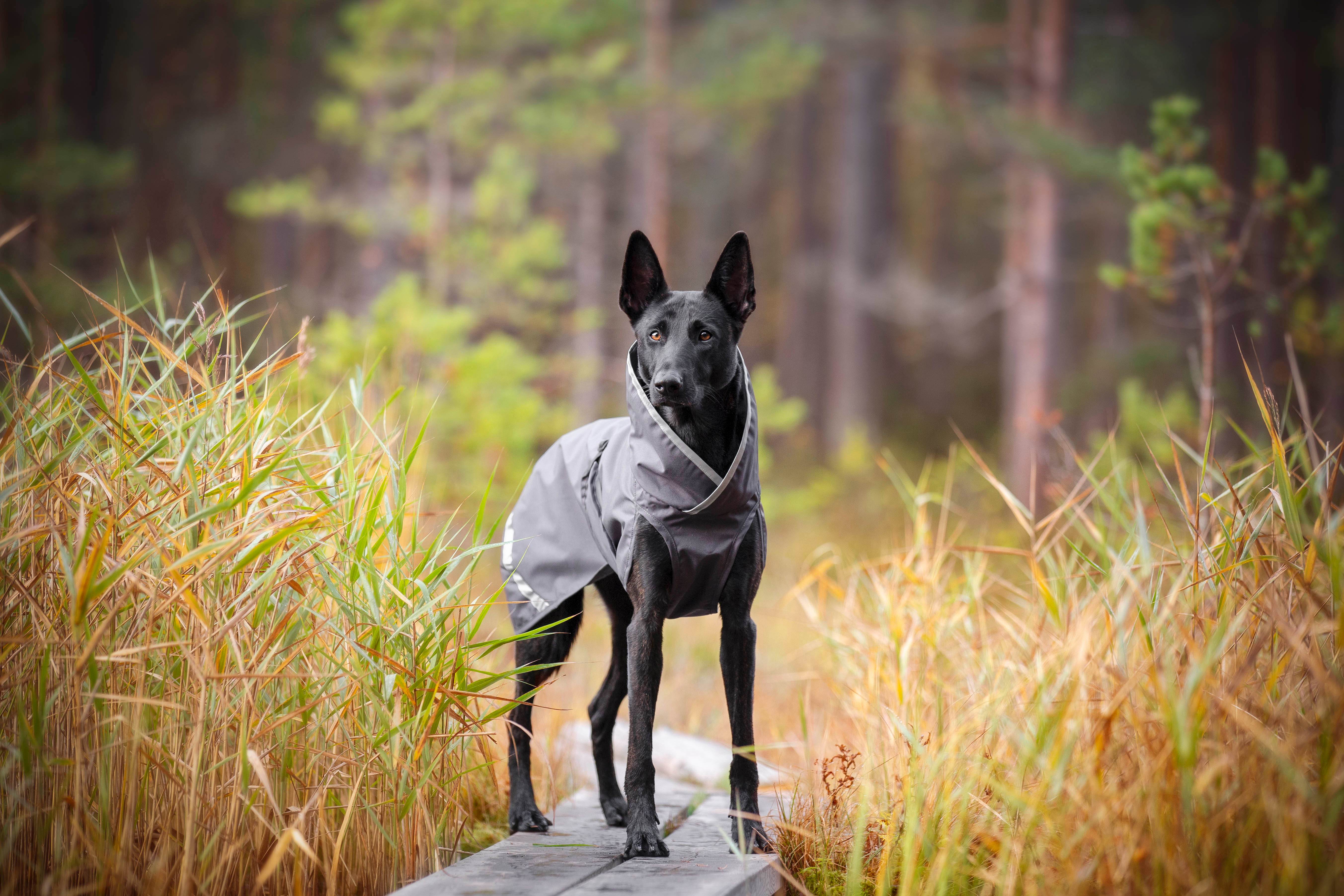 Hunderegenmantel SadePomppa Graphite - Beagletuff