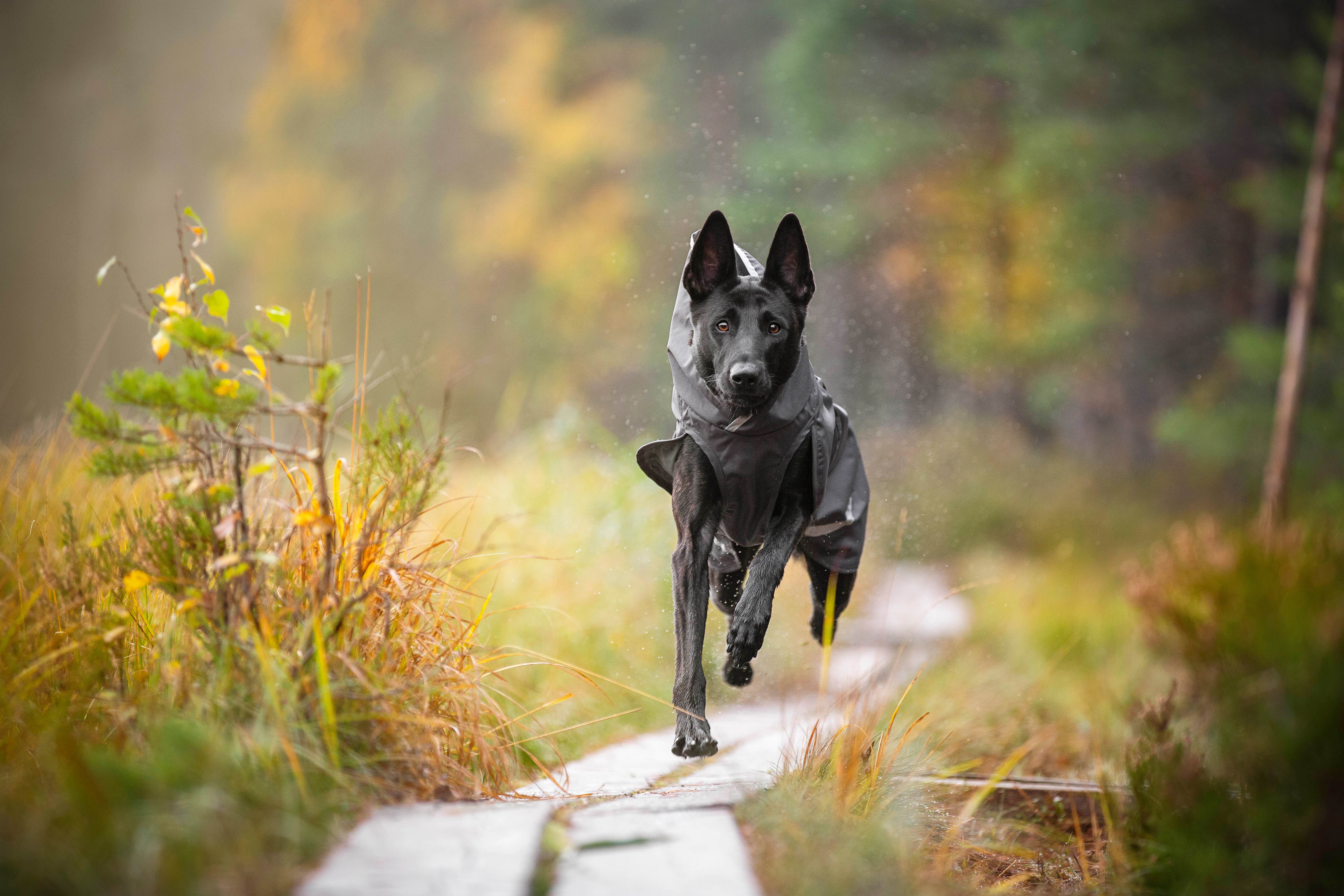 Hunderegenmantel SadePomppa Graphite - Beagletuff