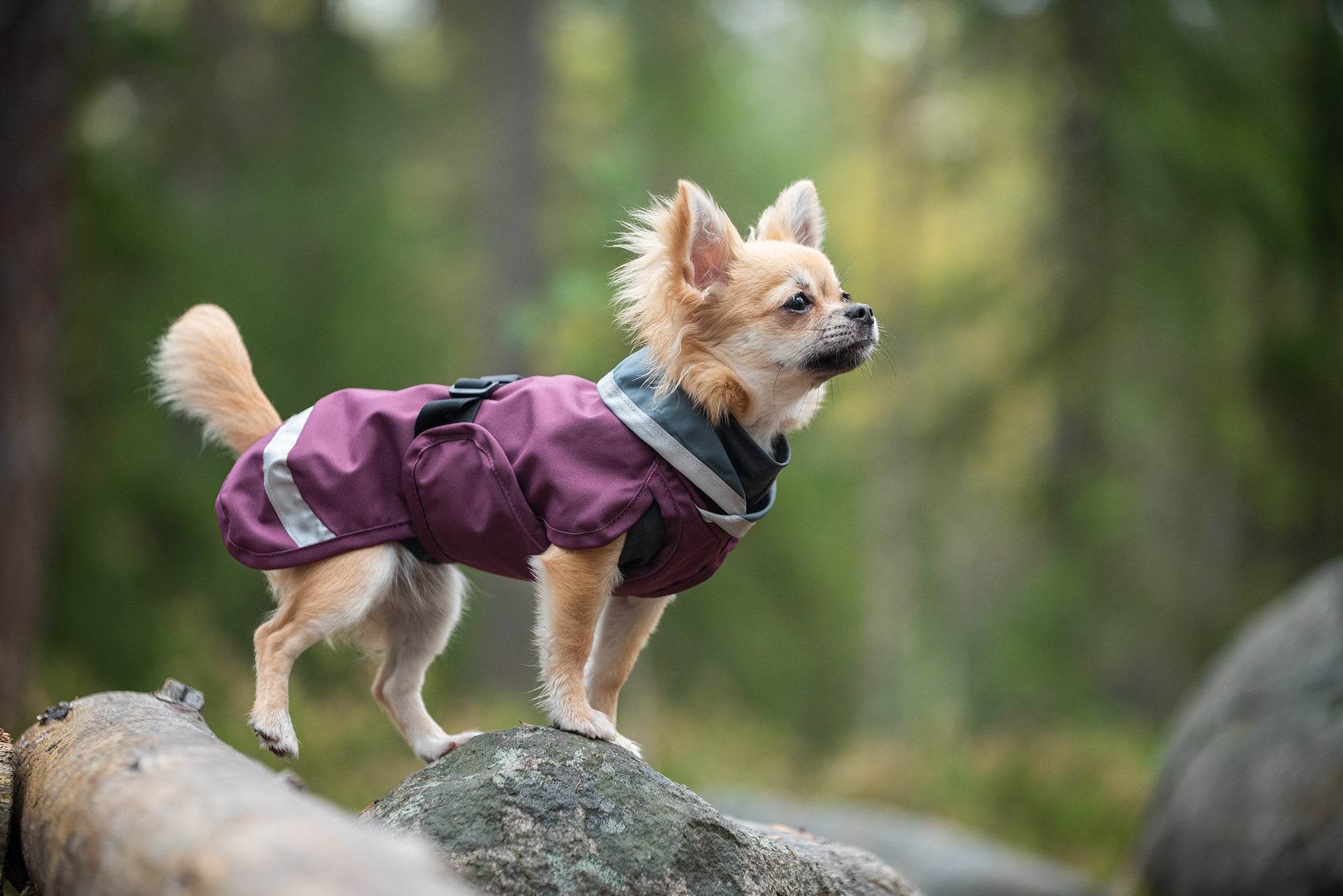 Hunderegenmantel SadePomppa Plum - Beagletuff