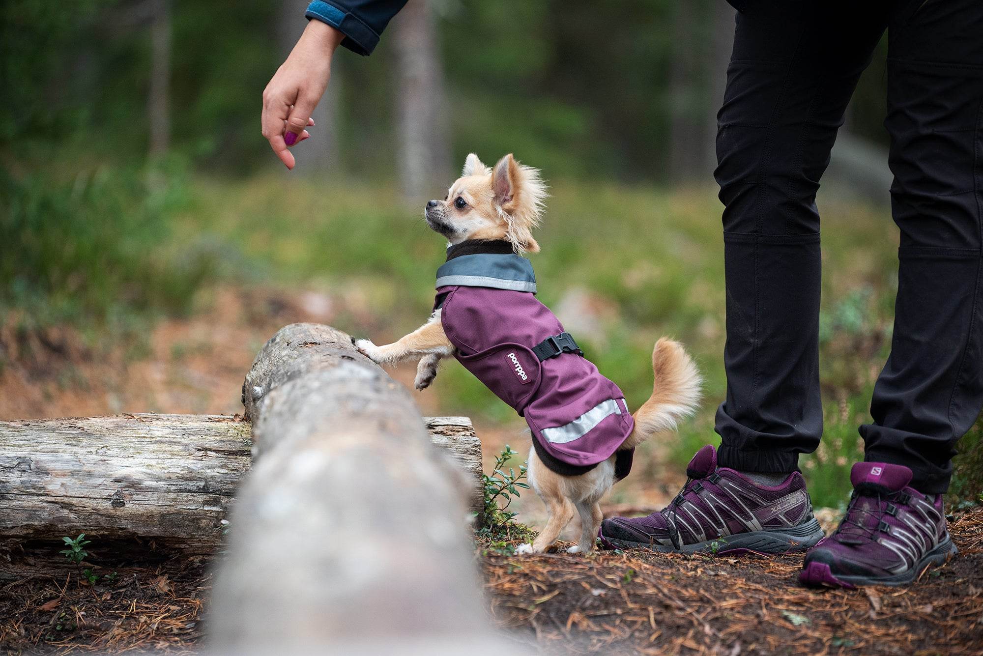 Hunderegenmantel SadePomppa Plum - Beagletuff