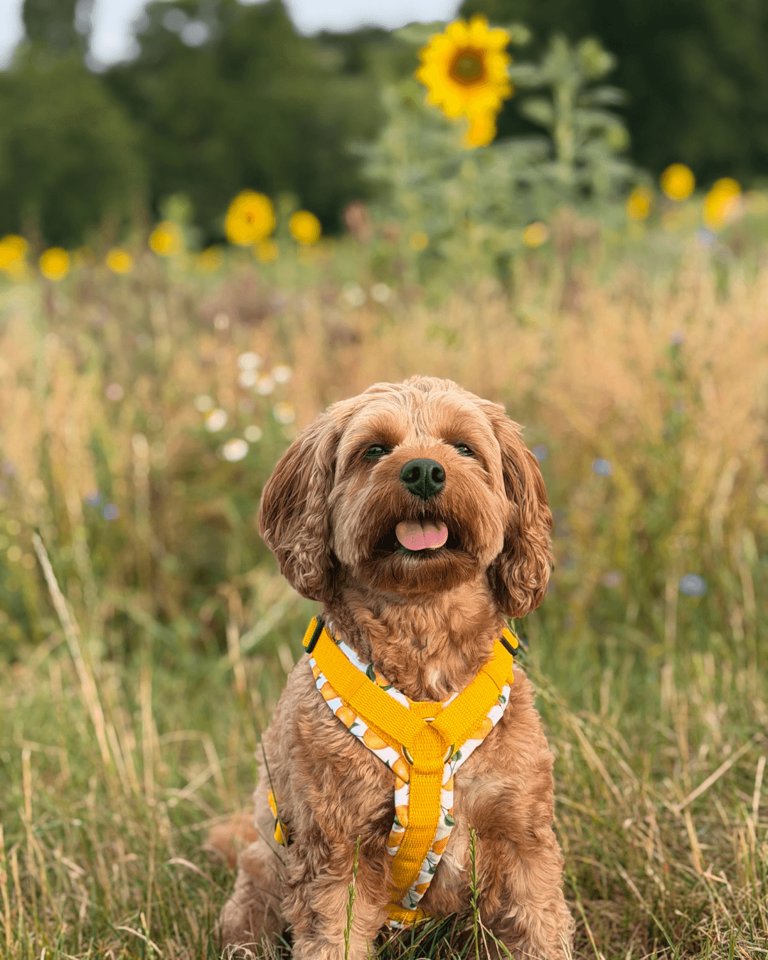 Tira sitzt mit einem gelben BT EasyWalk® Hundegeschirr mit Blumenmuster vor einem Sonnenblumenfeld.