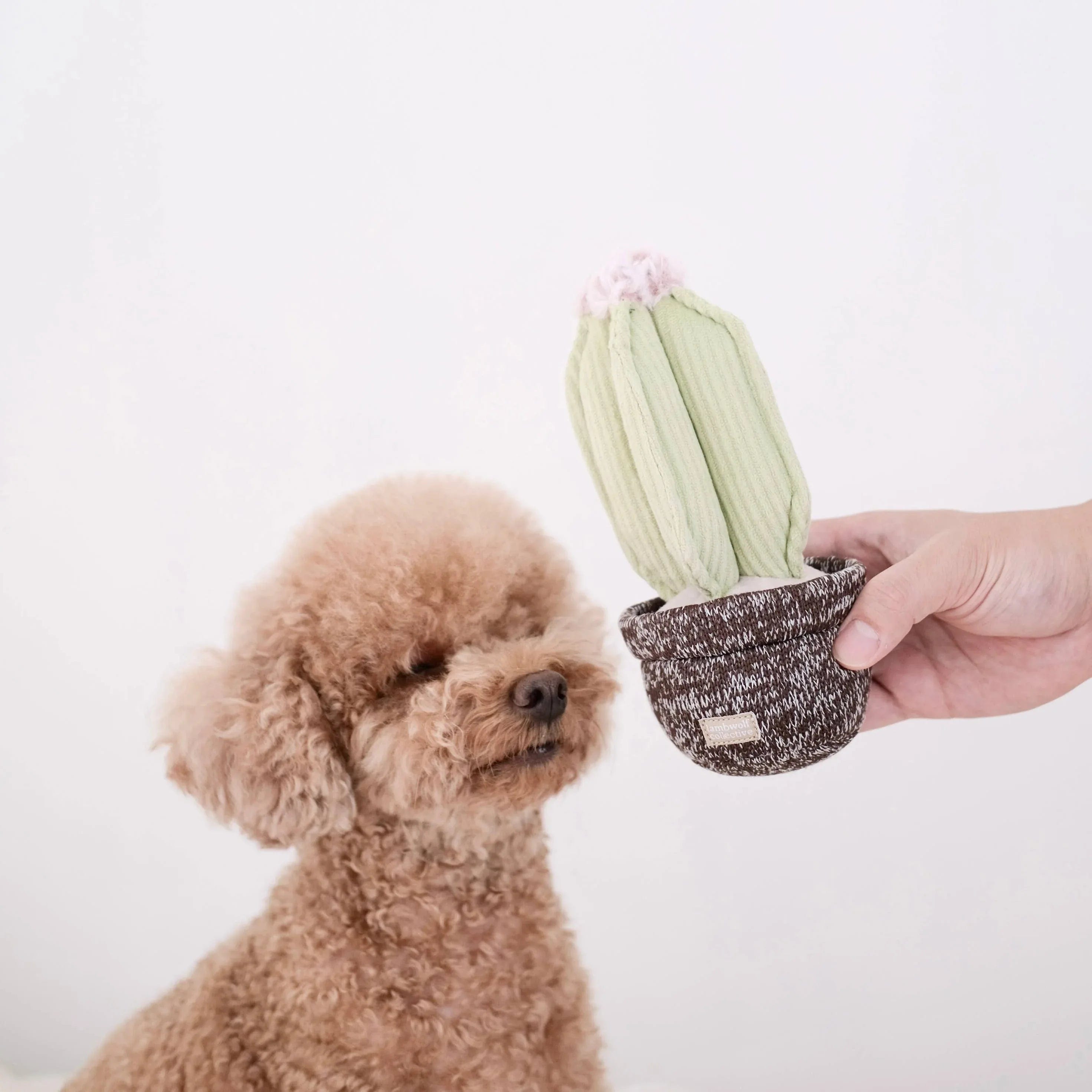 Lambwolf Cactus Schnüffelspielzeug mit 4 Leckerli Verstecken und Quietscher