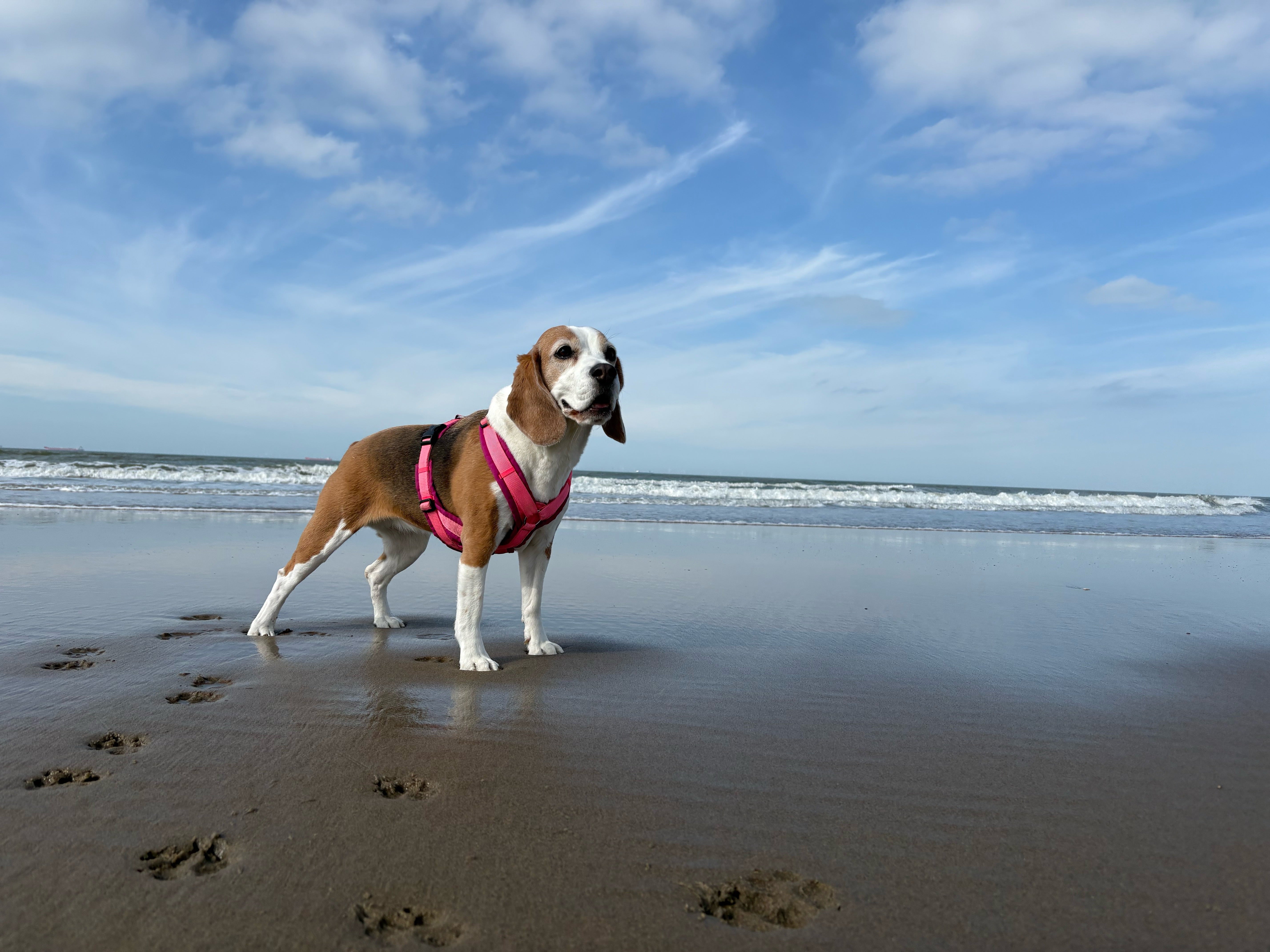 Ella trägt das BT EasyWalk® Geschirr von Beagletuff auf einem
spiegelnden Strand