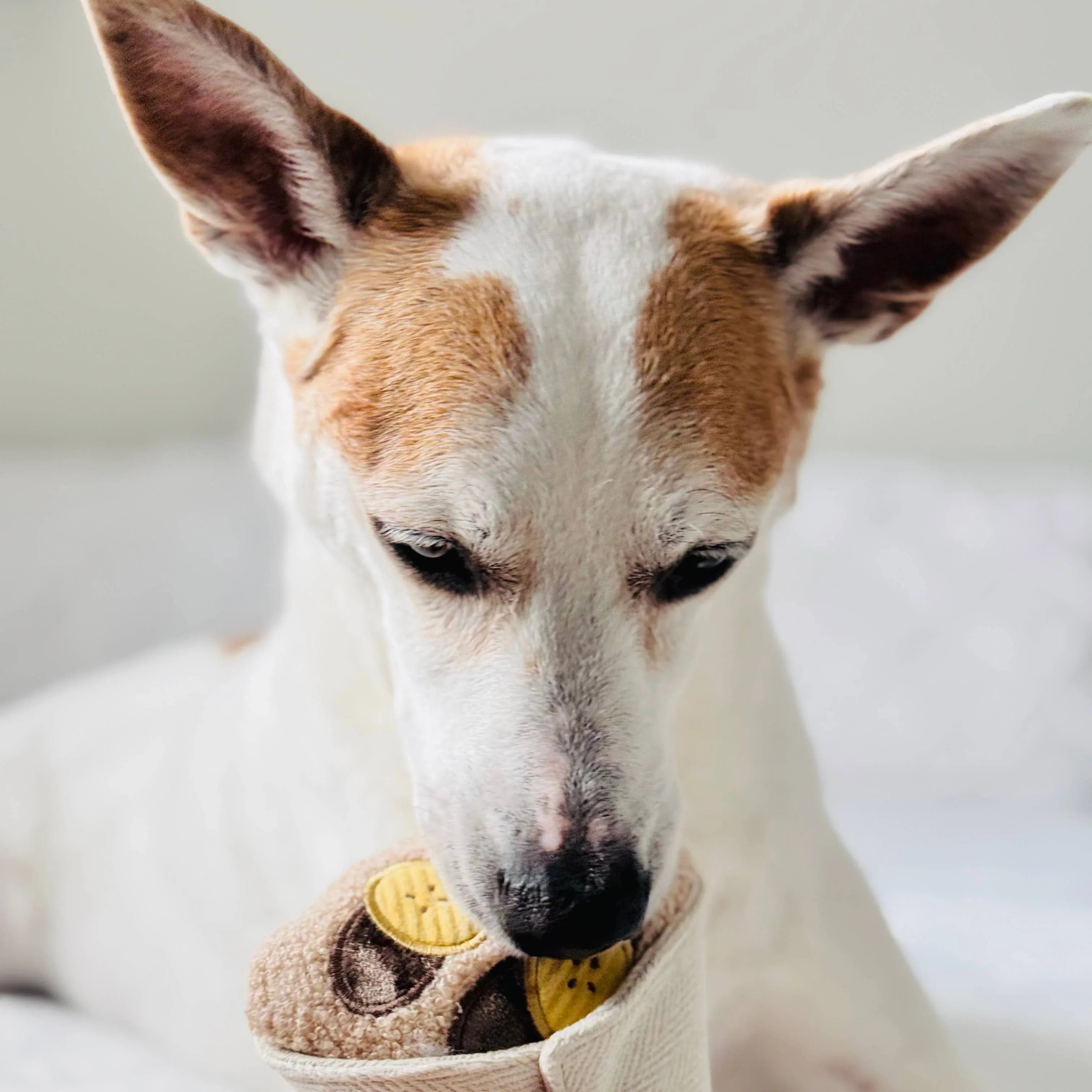 Nahaufnahme eines braun-weißen Hundes mit aufgestellten Ohren, der ein beige-braunes Spielzeug mit gelben Kreisen und Quietscher im Maul häl
