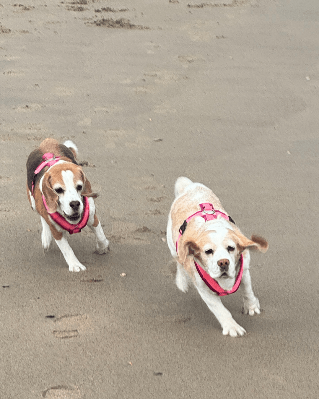 Ella und Milla, zwei Beagle, laufen mit pinken BT EasyWalk® Hundegeschirren über den Sandstrand.