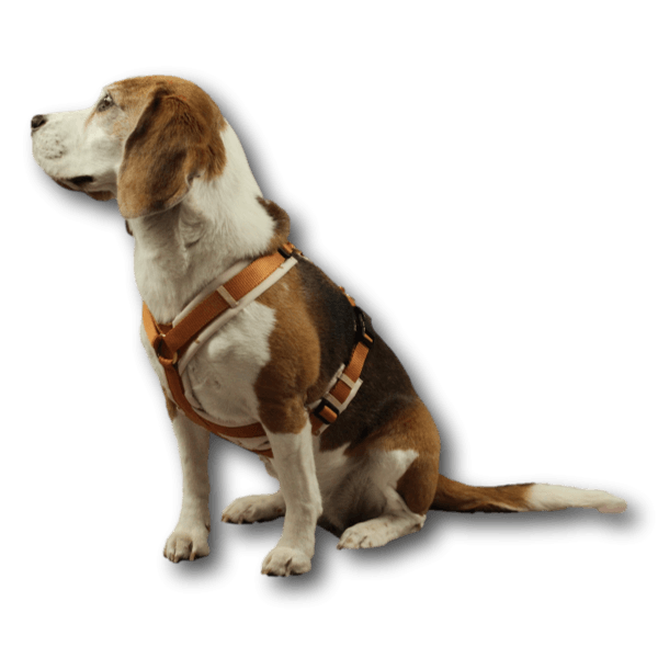 Y-Geschirr BT EasyWalk® GB curry/Herzchen beige Gr. S - Beagletuff