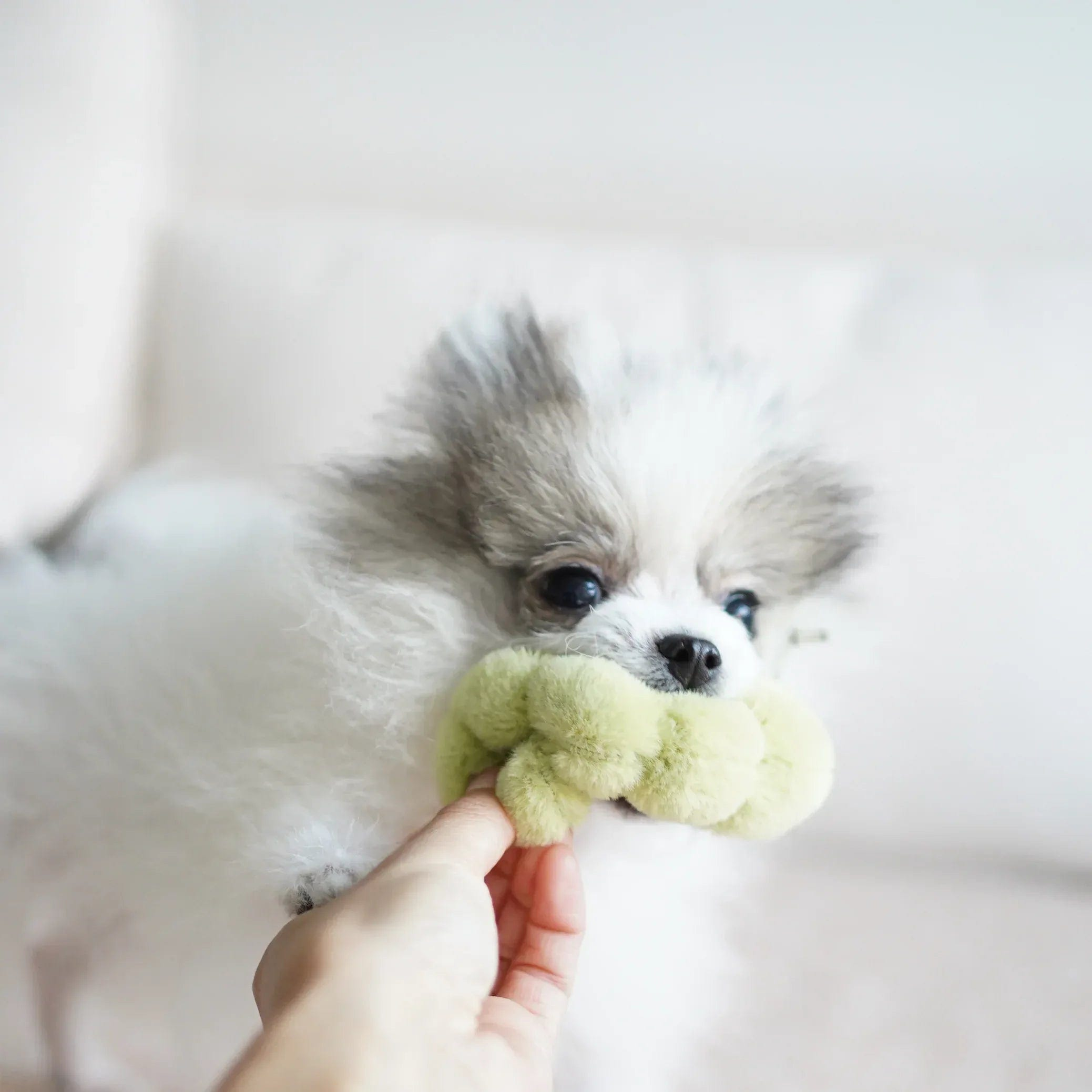 Lambwolf Apple Versteckspielzeug mit Raupe - Beagletuff