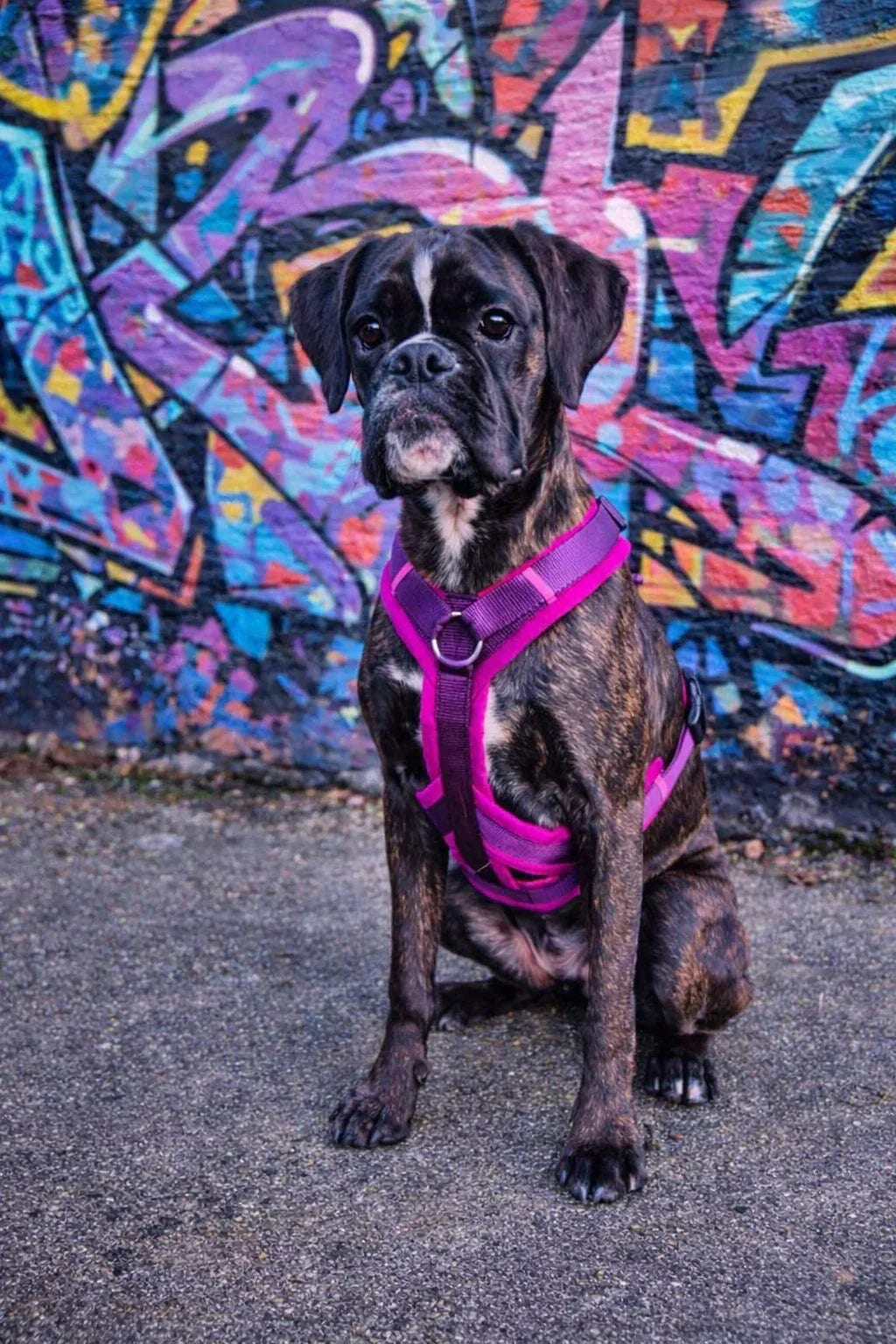 Junger brindlefarbener Boxer sitzt vor einer farbenfrohen, graffitibedeckten Mauer und trägt ein pink-lila gepolstertes Y-Geschirr mit verst