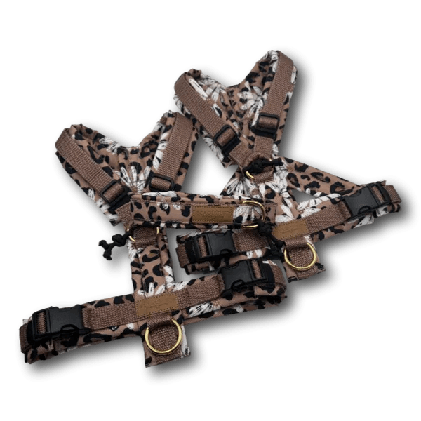 Zwei Hundegeschirre in beige mit braunem und schwarzen Leomuster, verstellbar mit schwarzen Schnallen und goldfarbenen Ringen, auf schwarzem