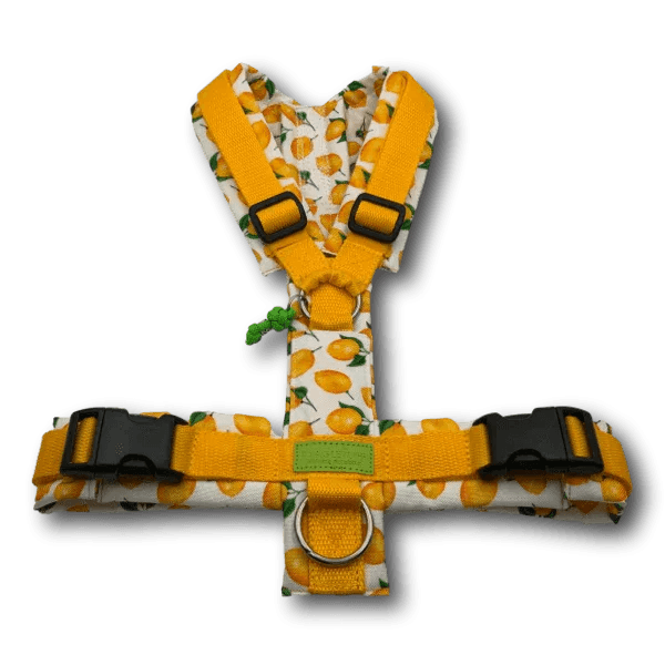 Y-Geschirr BT EasyWalk® Citrona - Beagletuff
