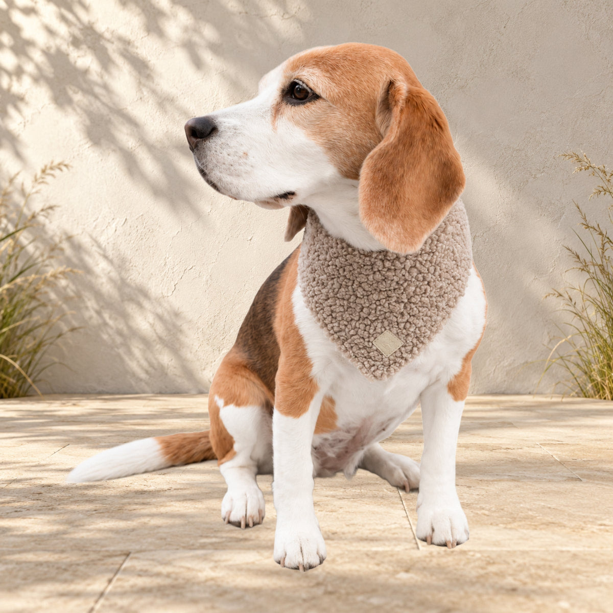 Beagle Ella trägt das BT Curly Halstuch in Beige