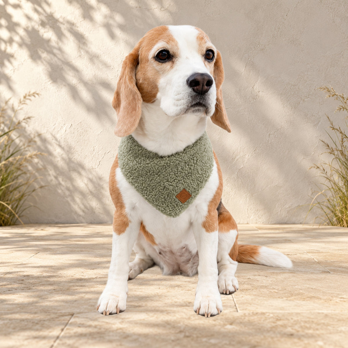 Beagle Ella trägt das BT Curly Halstuch in Salbei